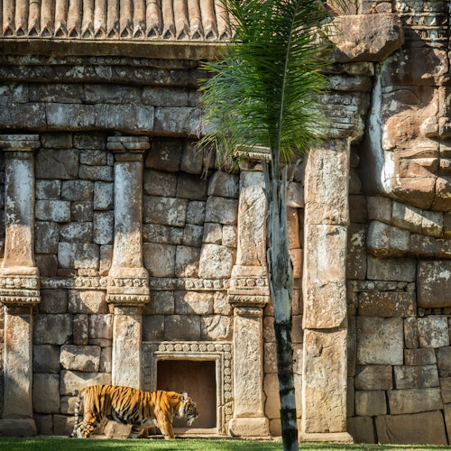 Bioparc Fuengirola: Inträdesbiljett i Fuengirola