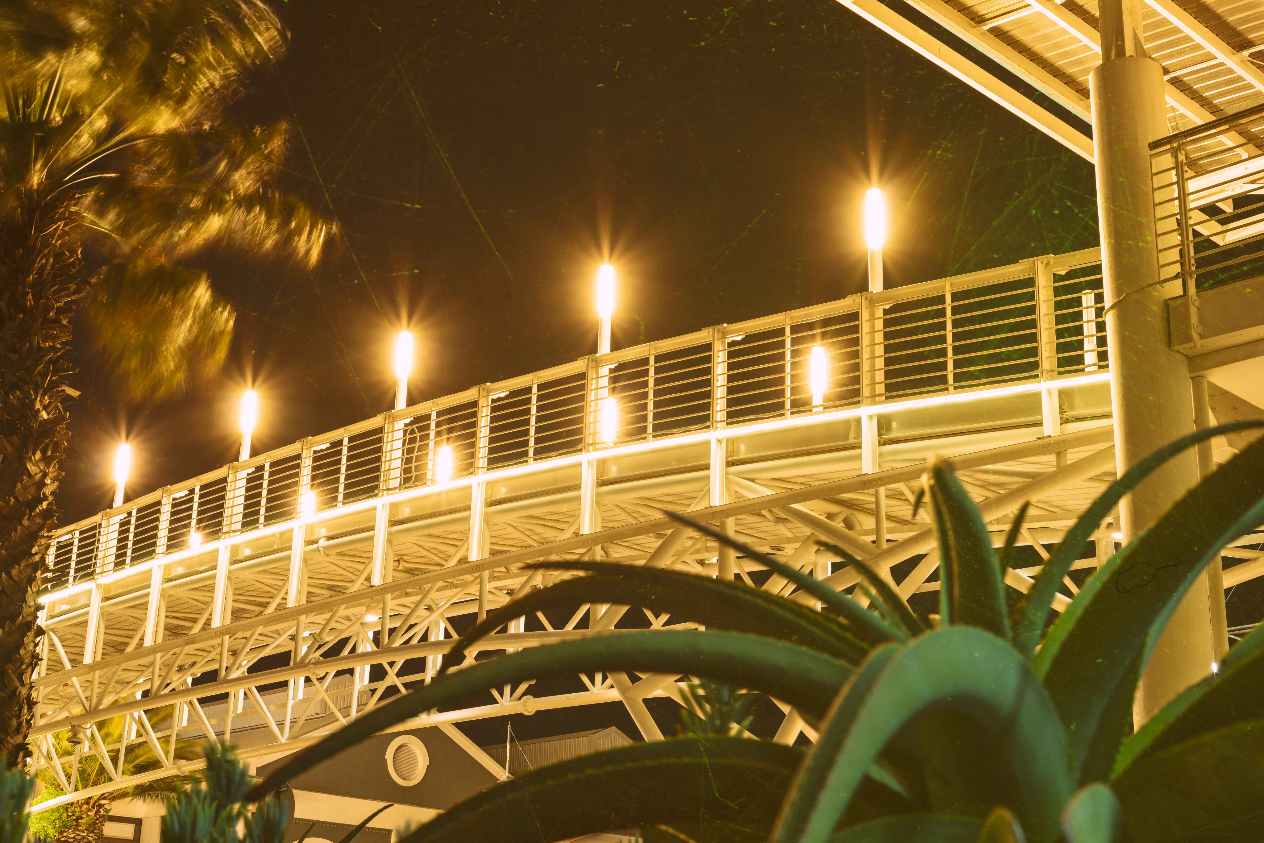 Warm golden fairy lights illuminated outdoors among green foliage at night.