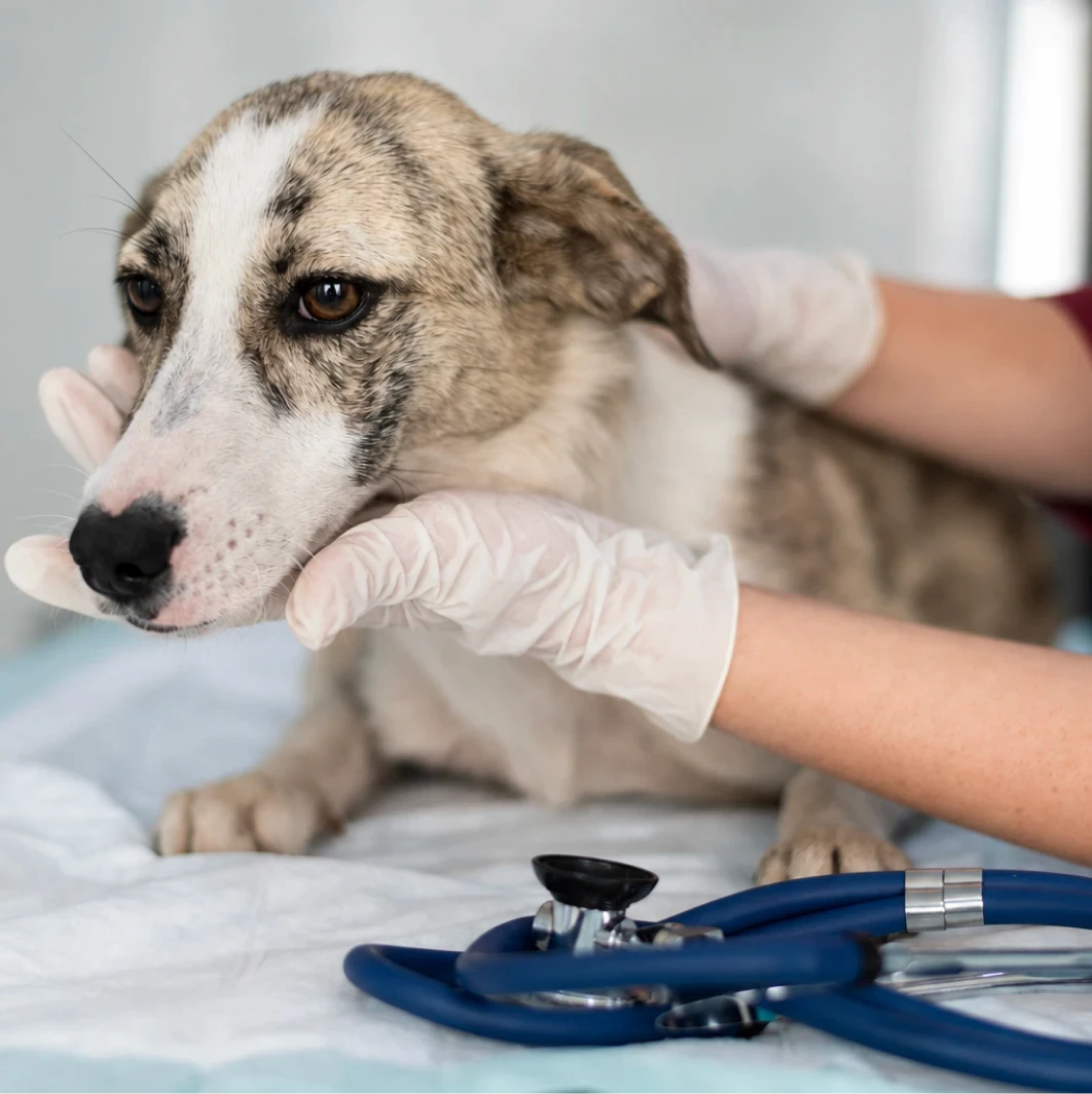Imagem do serviços de Consulta Veterinaria na Mooca com a estrutura da Way Care
