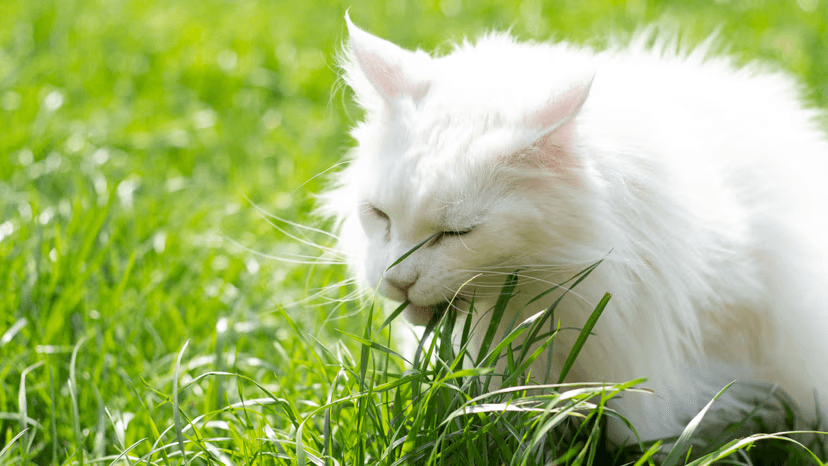Cat on a green lawn, chewing some grass