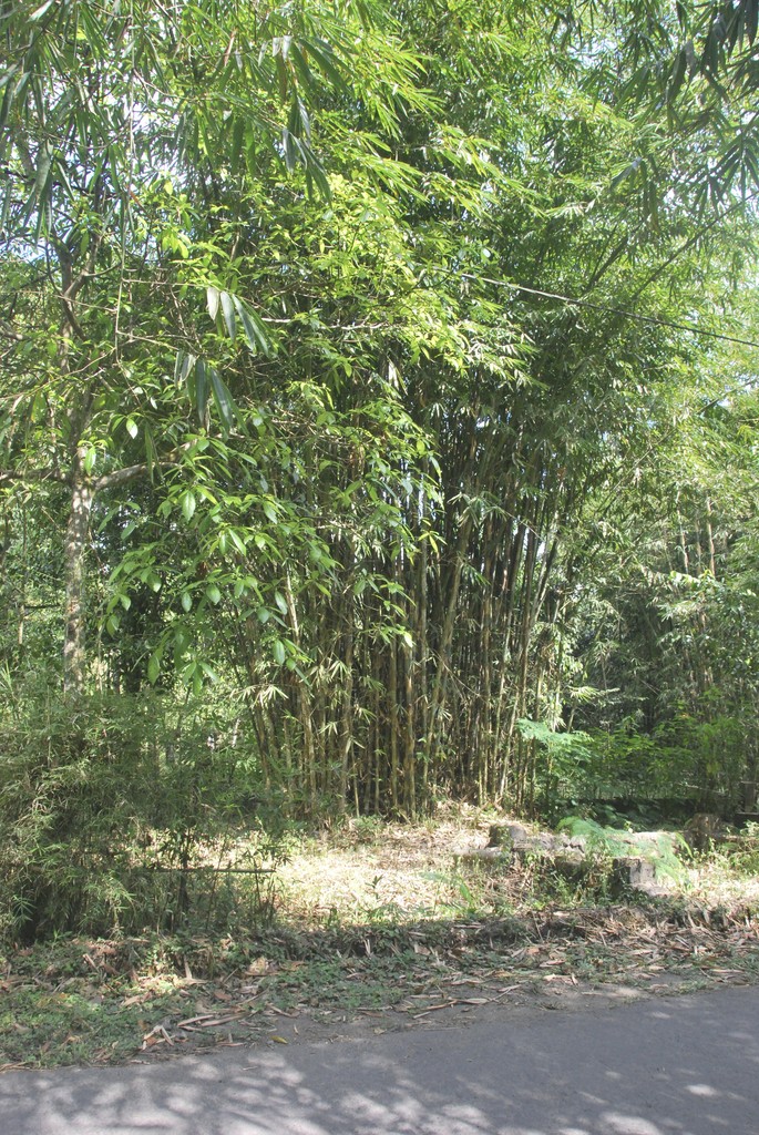 Liok Hap (Mind Gate / Lawang Awangen) | Ruas Bambu Nusa