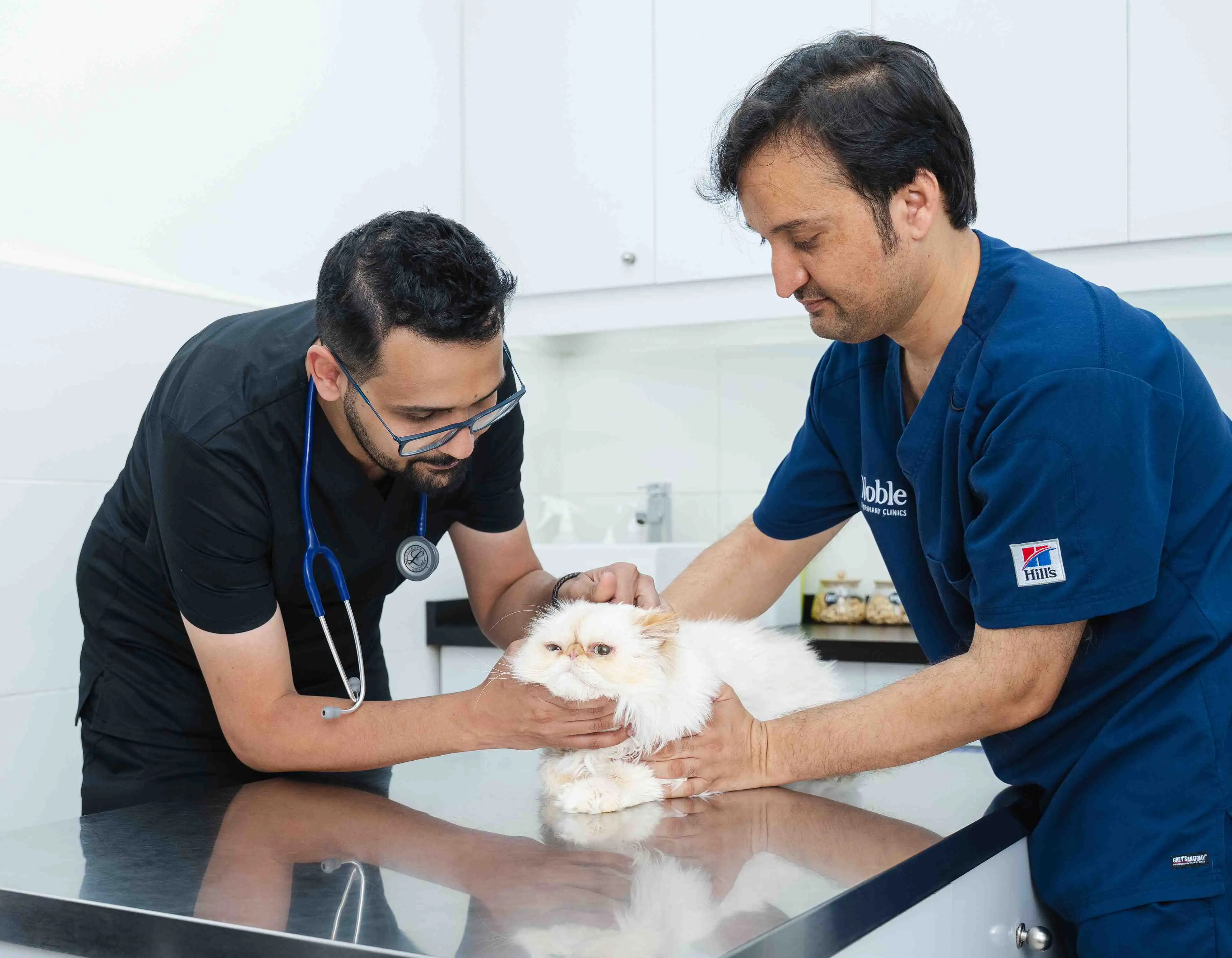 Two veterinarians are carefully examining a cat inside the clinic.