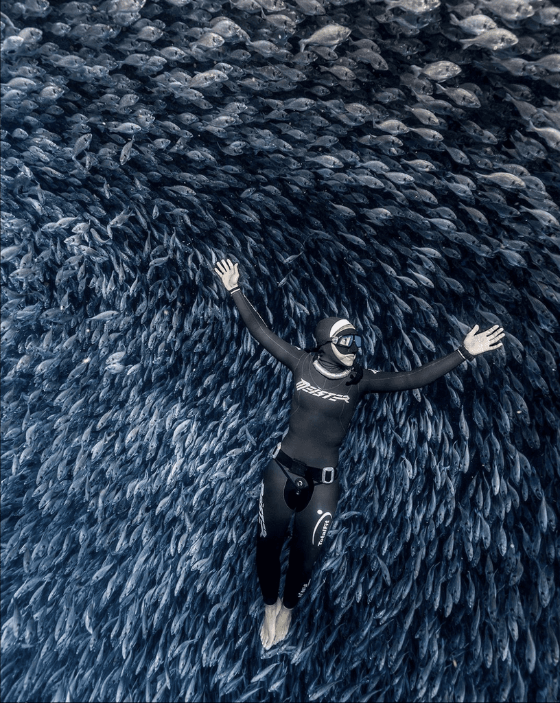 freediver meister laying above a group of fish