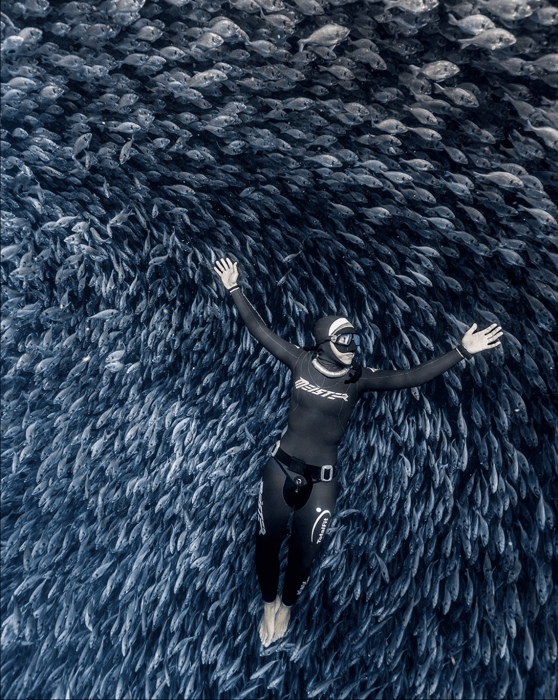 freediver meister laying above a group of fish