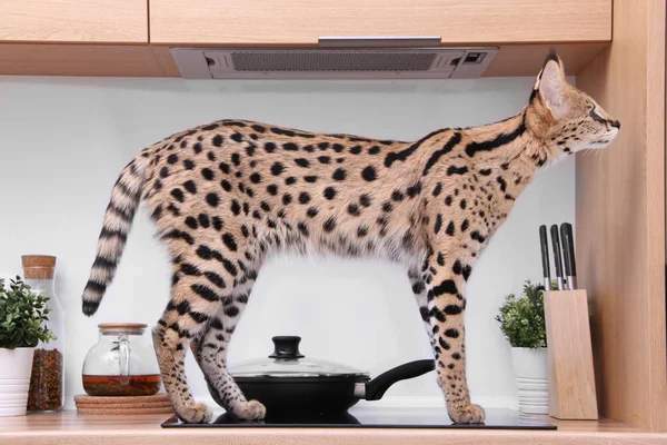 A well-groomed Savannah cat standing on a kitchen counter