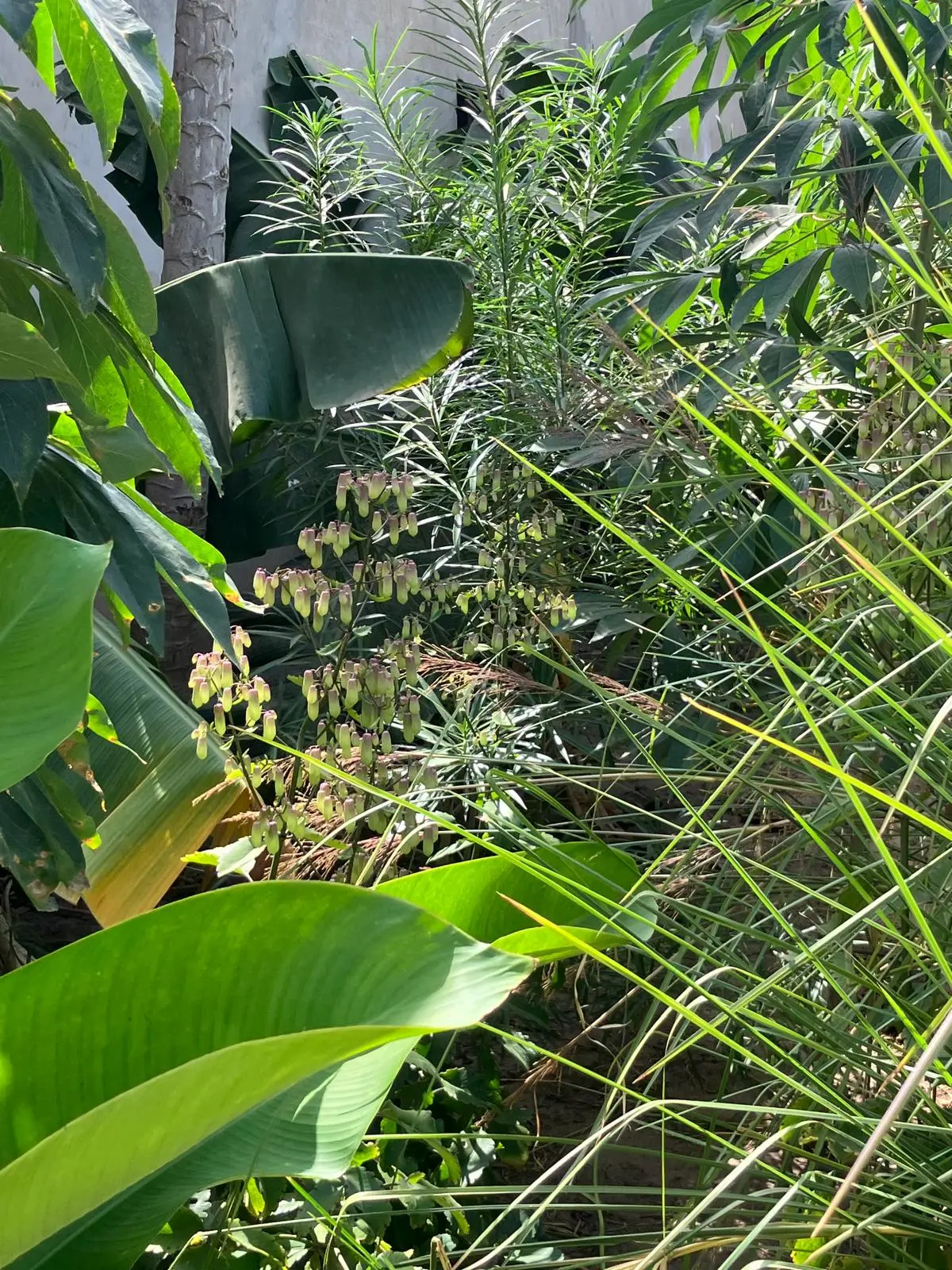 Lush green foliage with sunlight filtering through, creating a vibrant, serene garden scene.