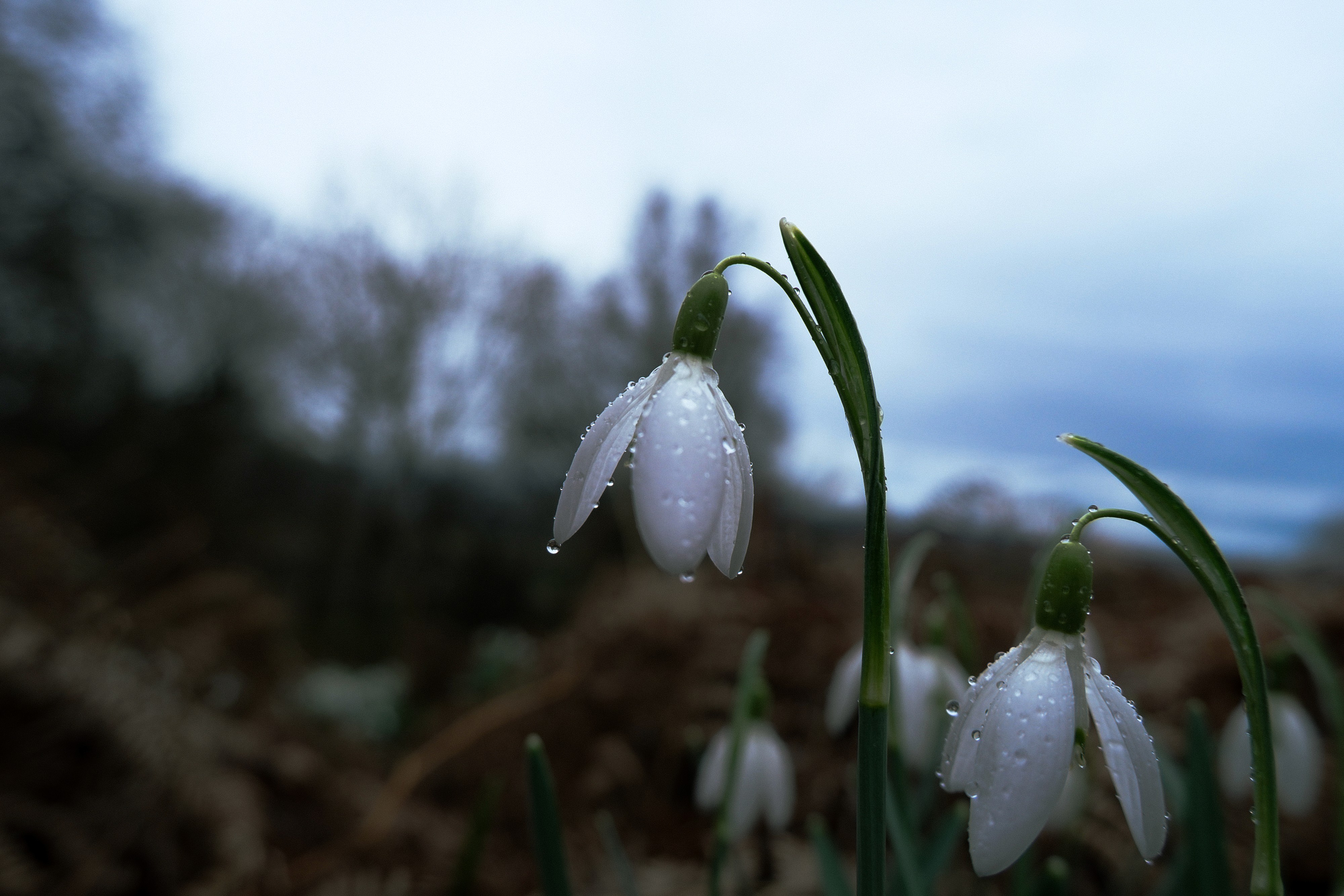 Close-up of white snowdrop flowers covered in delicate morning dew drops against a soft, blurred winter background.