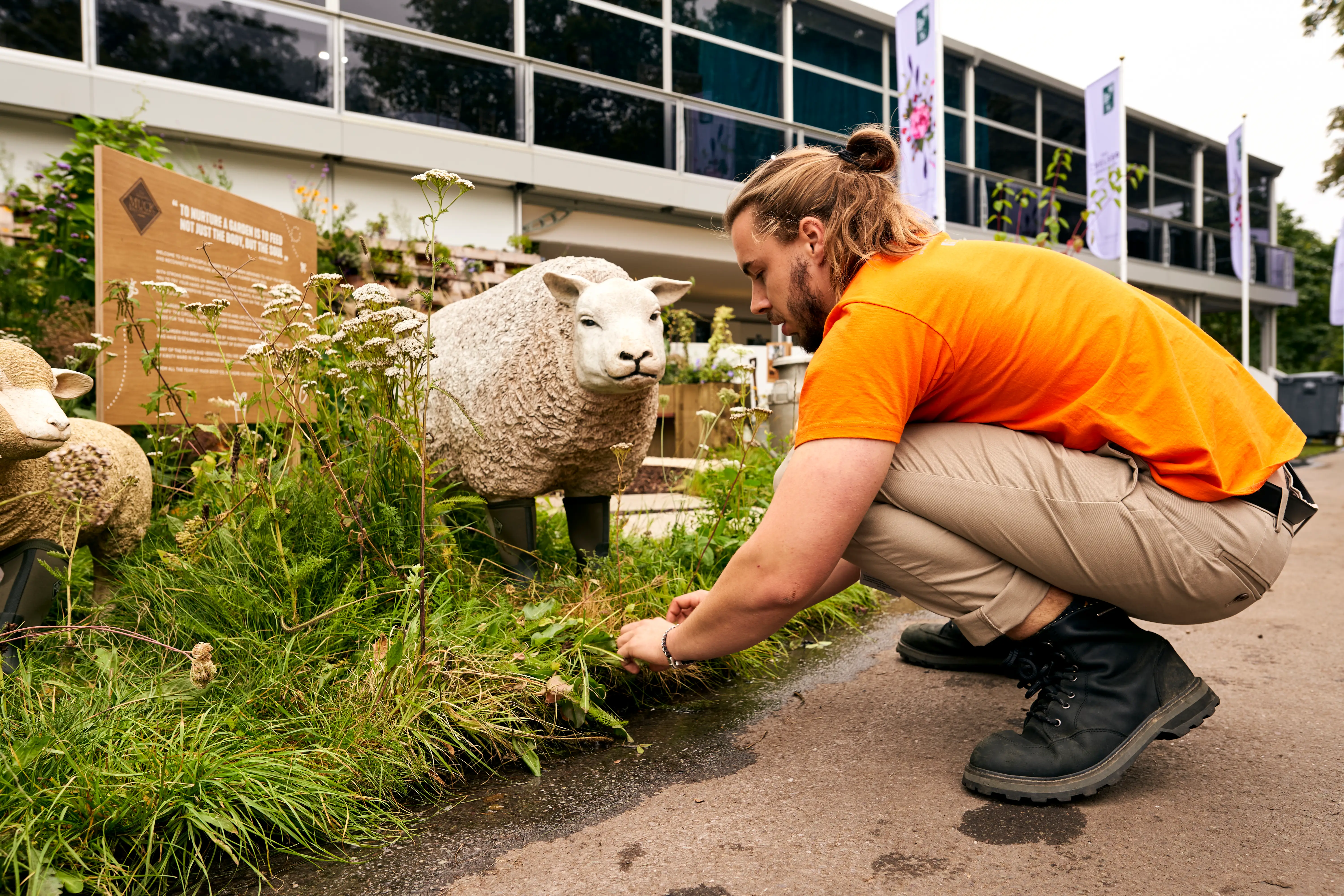 A person in an orange shirt crouches down to feed a sheep near a grassy area beside a building.