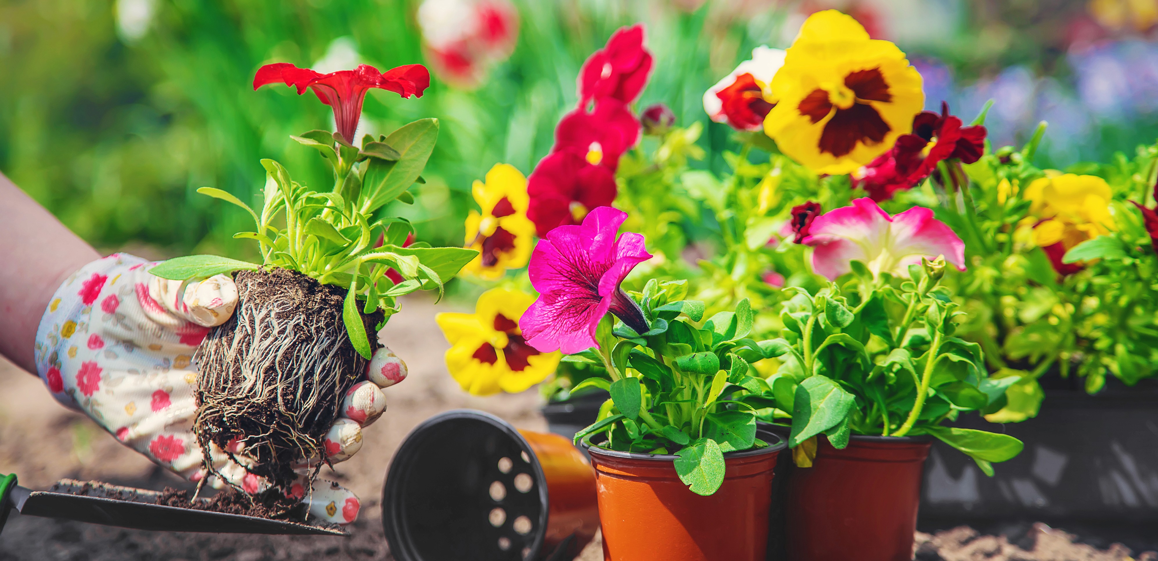 planter fleurs morbihan