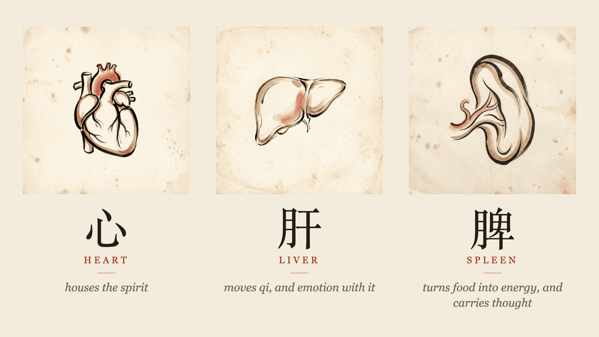 Ink illustration of the Liver, Spleen, and Heart in Chinese medicine