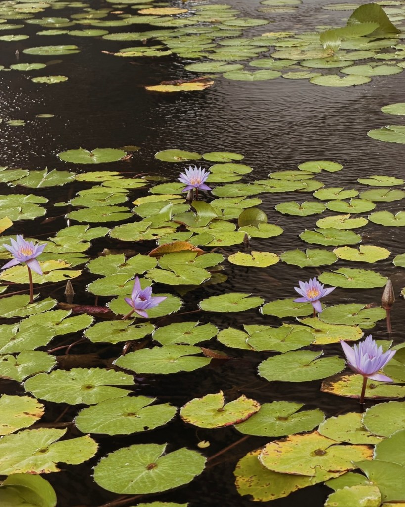 A tranquil pond filled with green lily pads and blooming purple water lilies, reflecting the surrounding water.