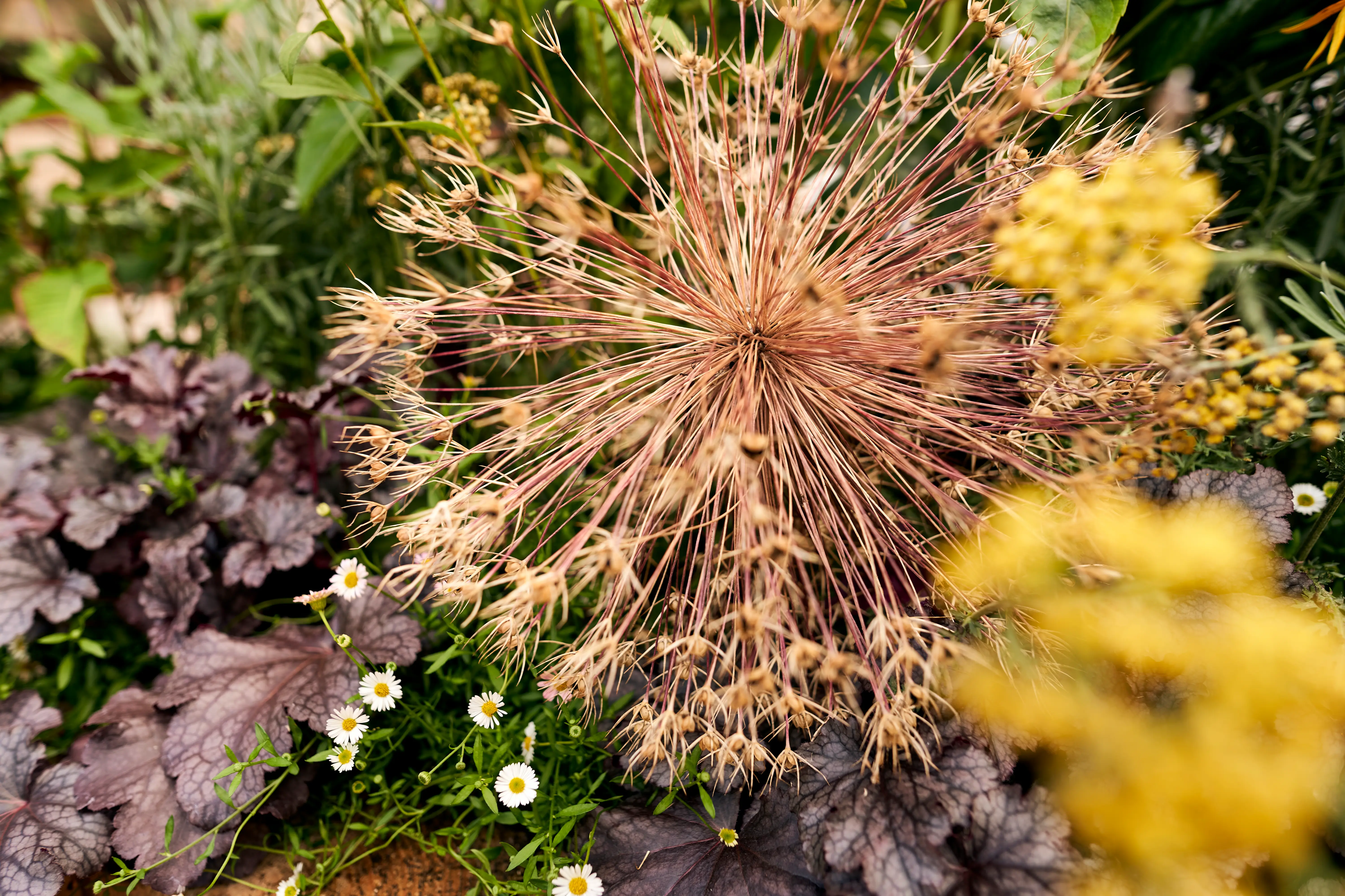 Close-up of vibrant foliage featuring a mix of green, purple, and yellow leaves with intricate textures.