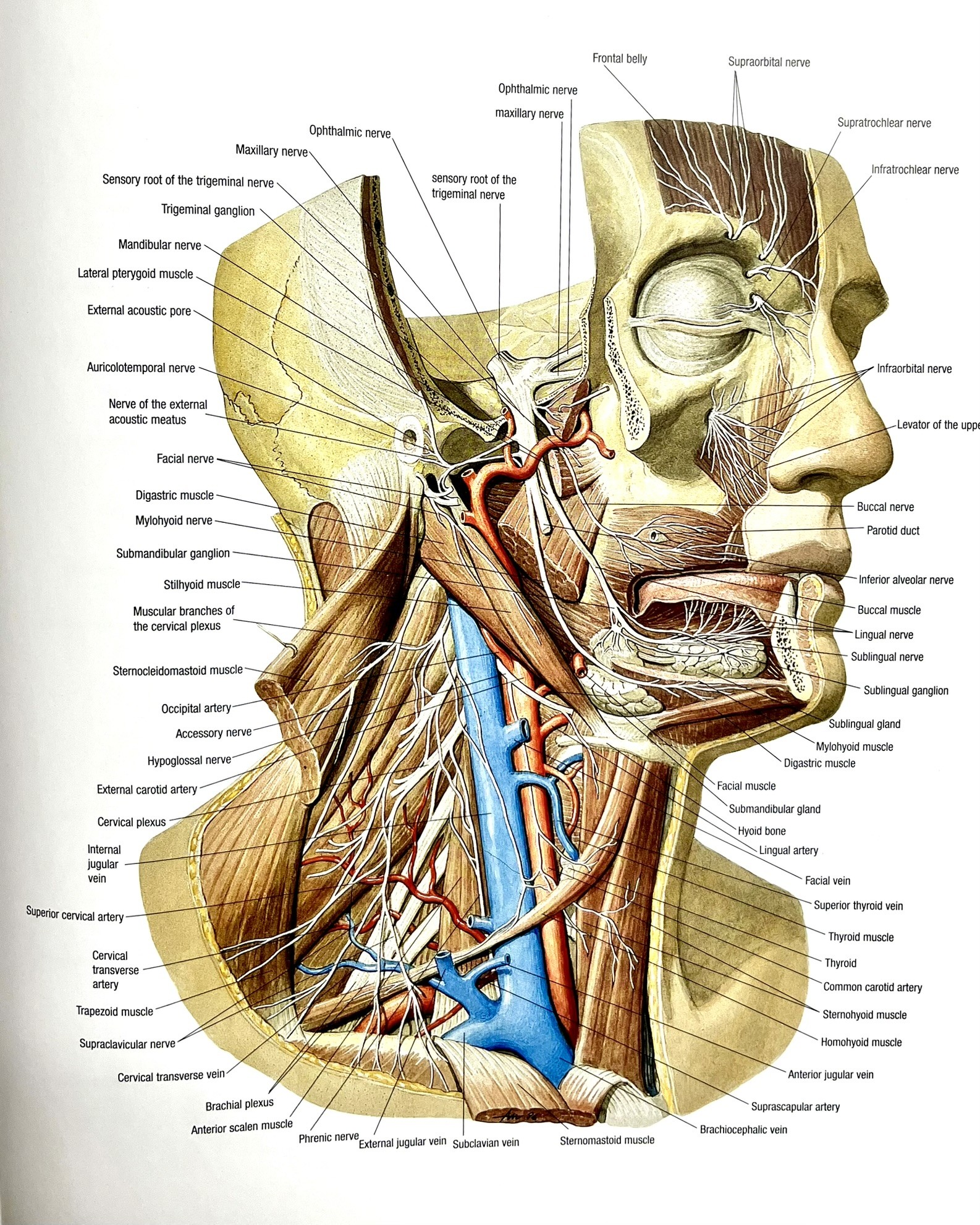 facialnerves