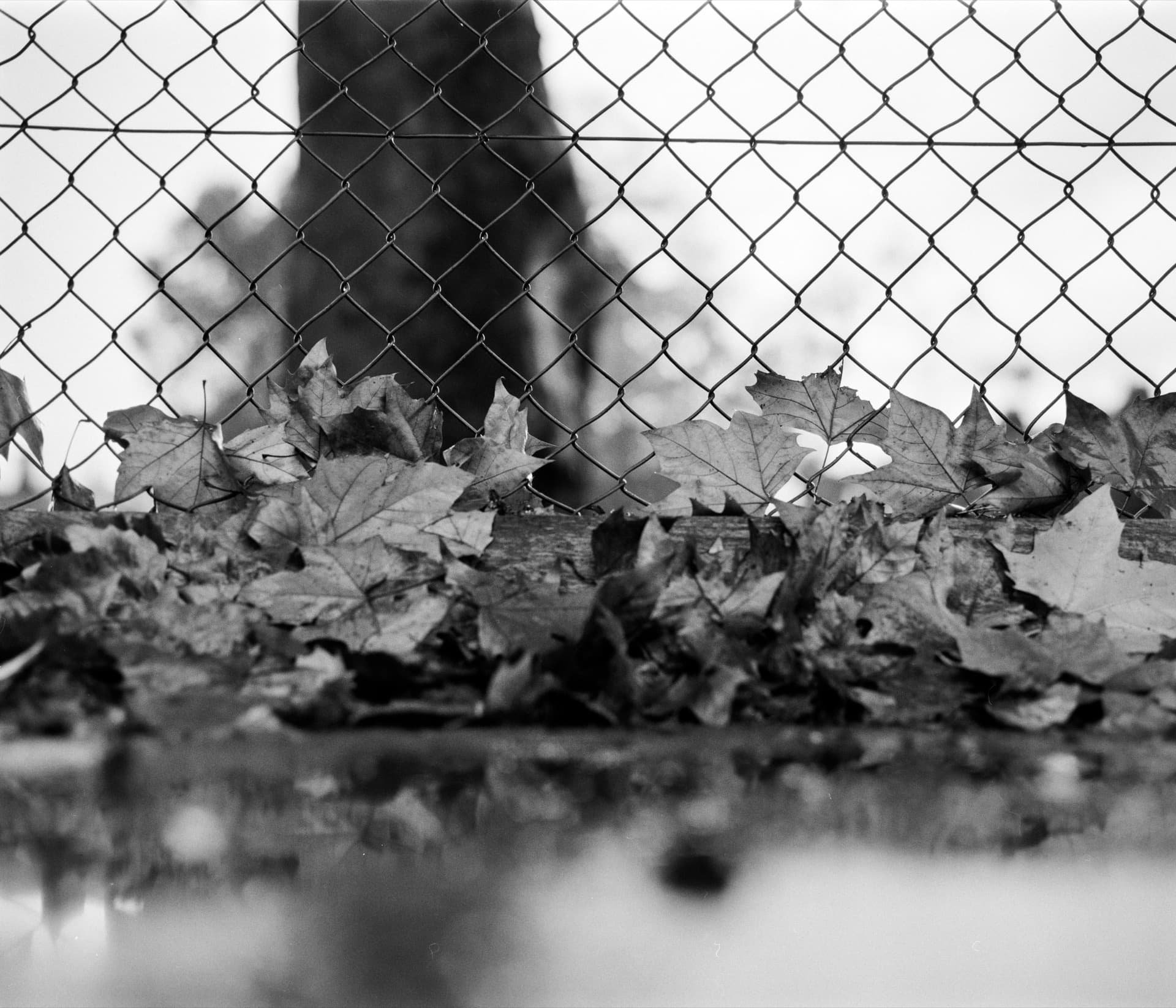 Chain-link fence with autumn leaves accumulated at base, dark vertical post behind, shallow focus creating soft background with leaf detail in foreground
