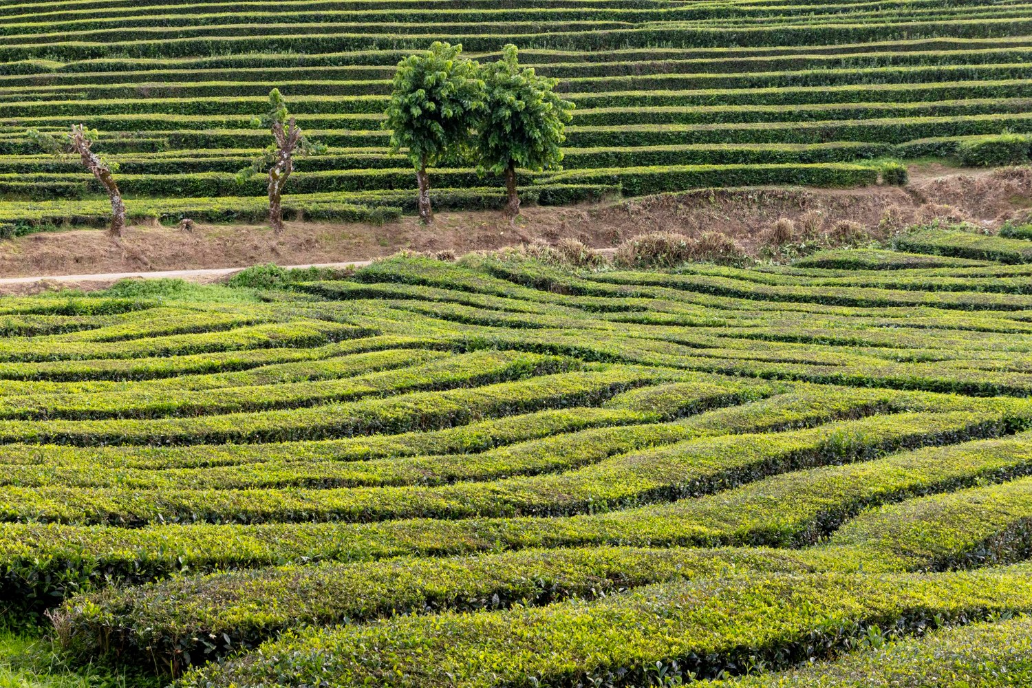 farmland
