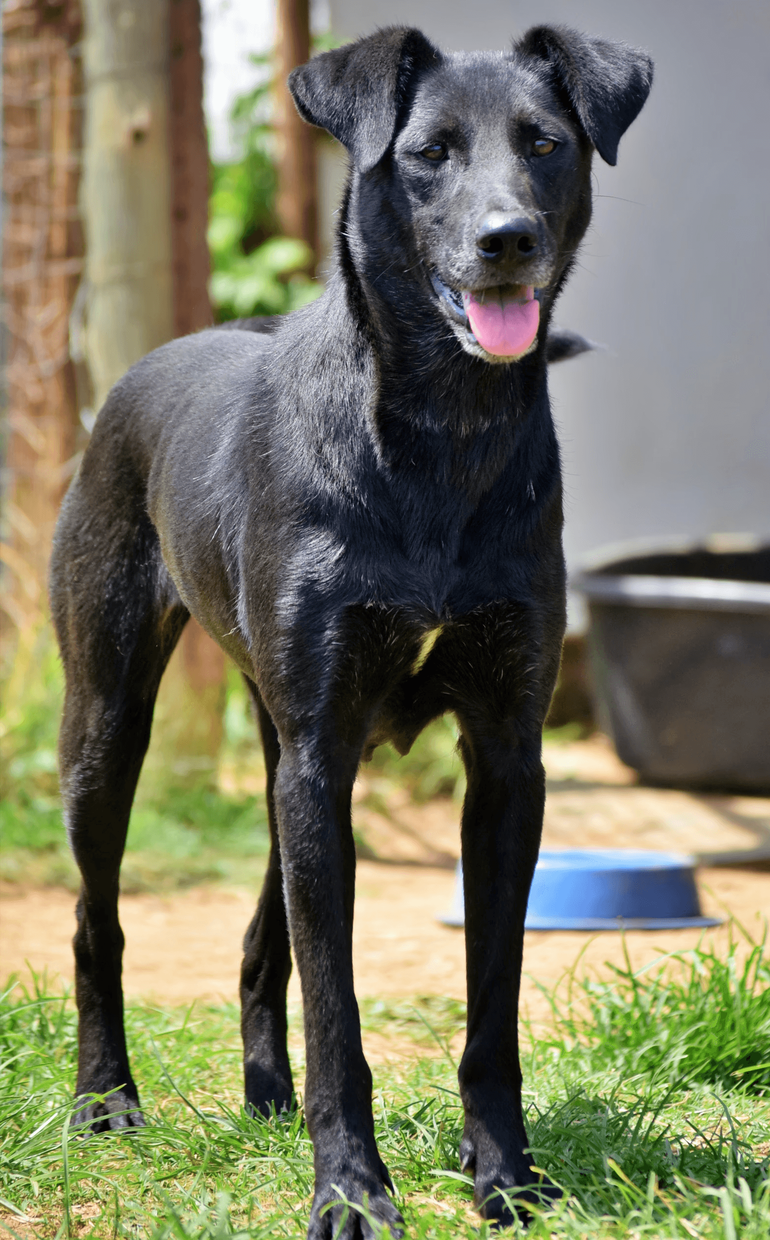 Abby. Female. Large 2020