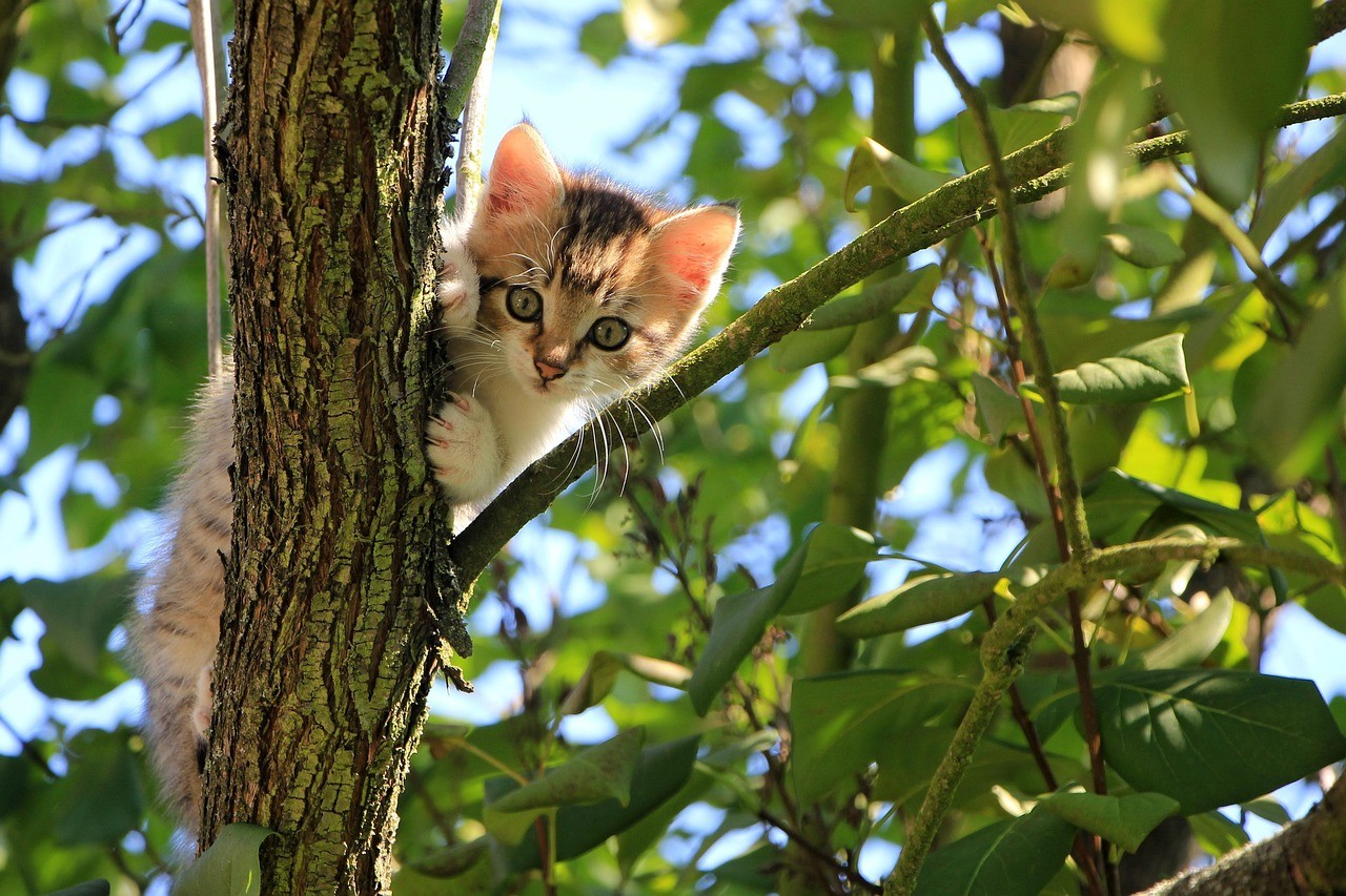 A person petting a cat on the grass