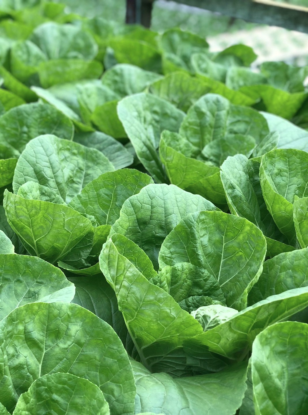 a tree filled with lots of oranges under a blue sky