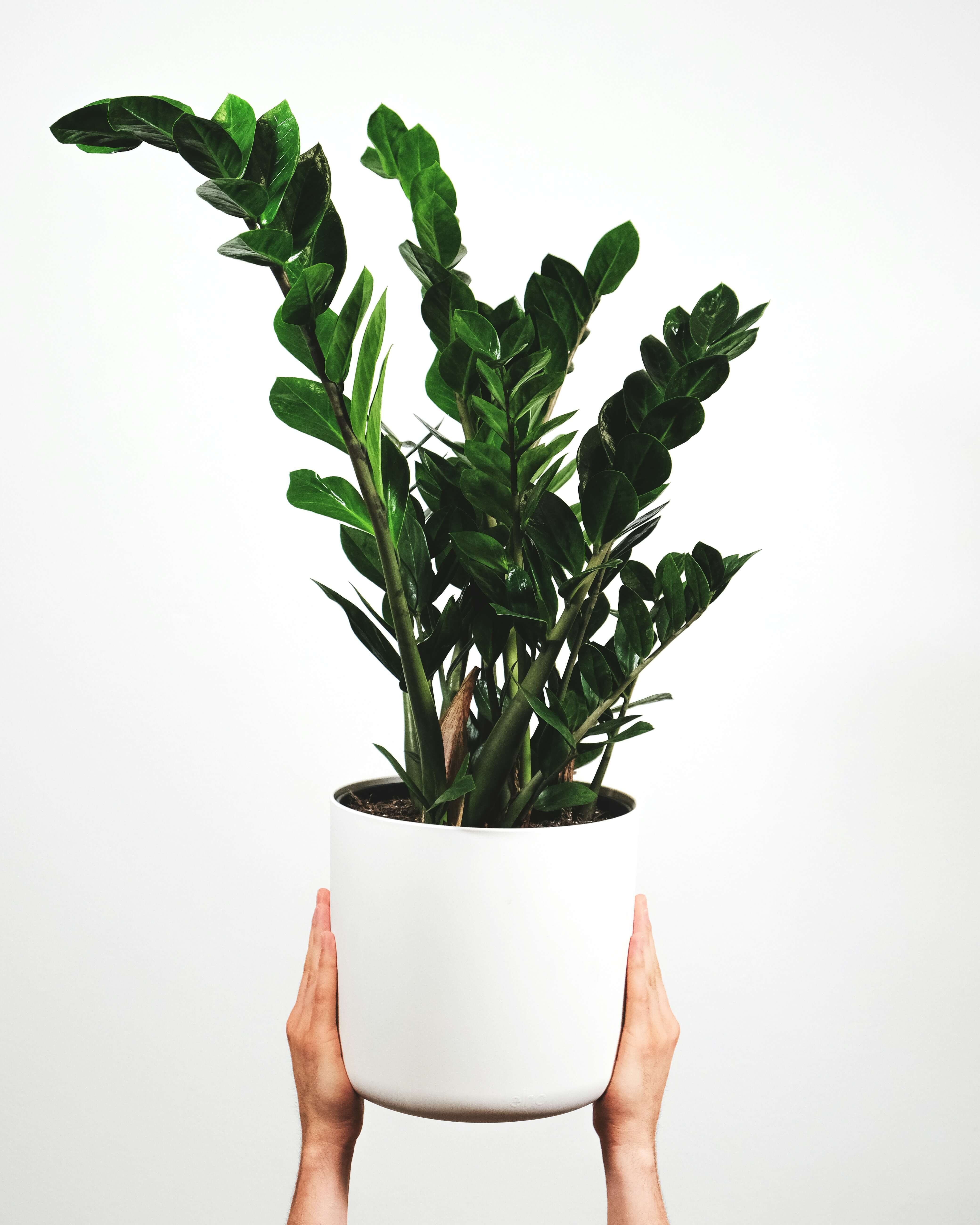 green-leafed plant in white pot (Background Removed)