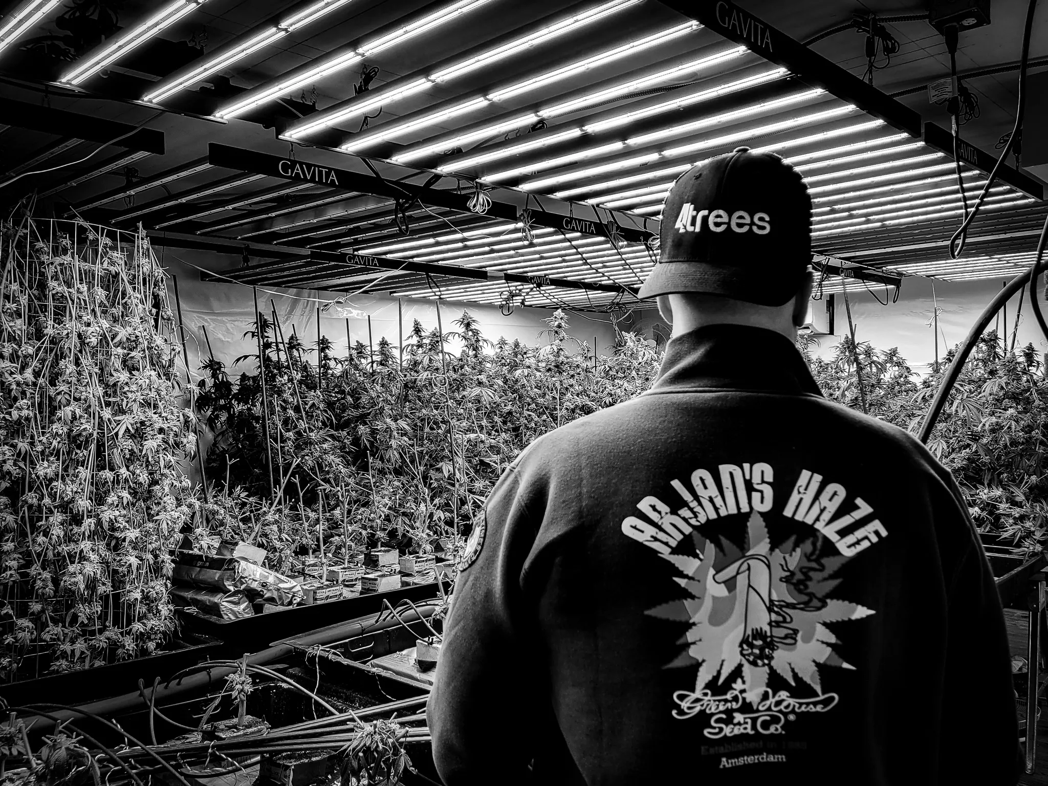 Drain to waste grow room by 4trees Cannabis Building