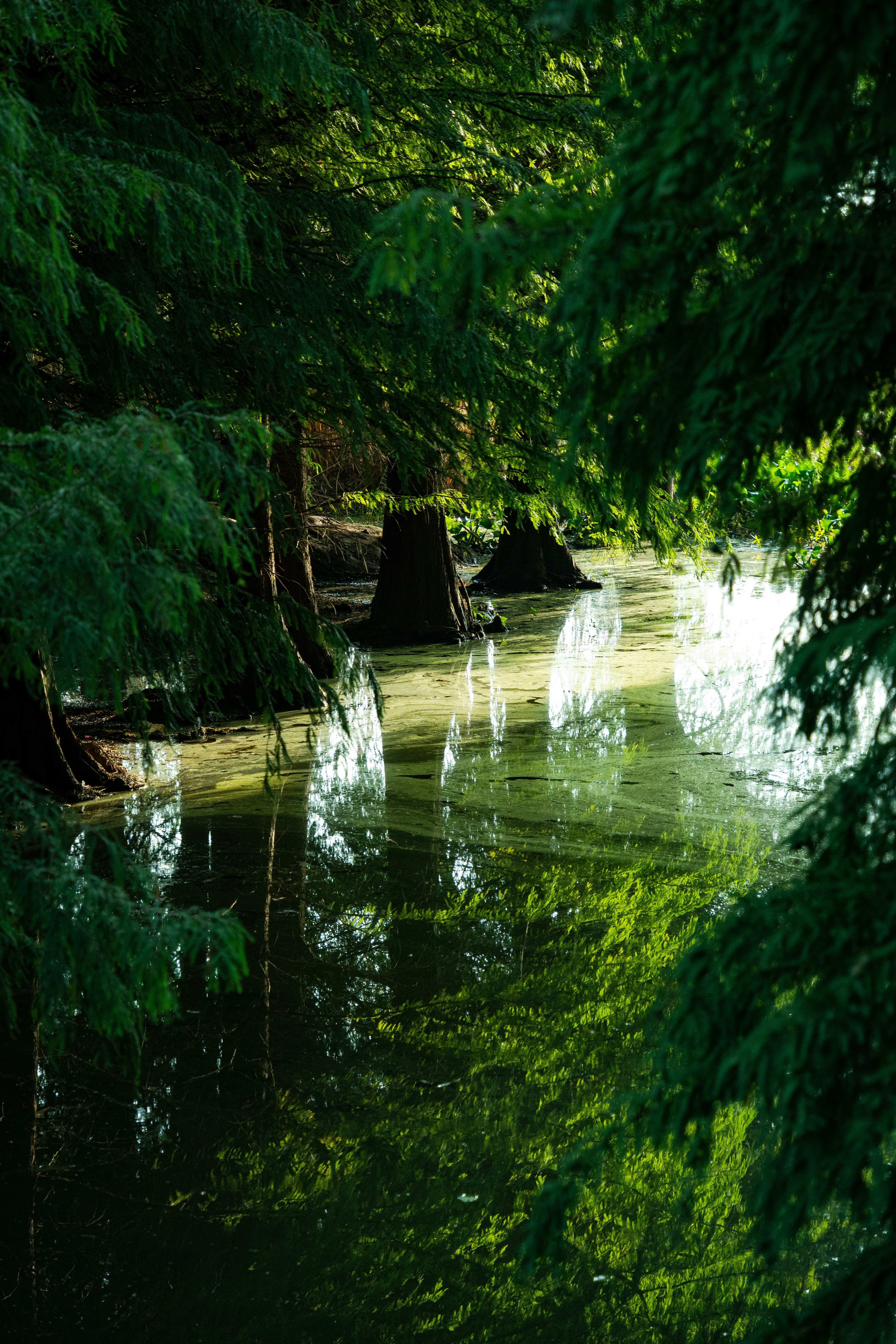 Sunlight filters through lush green trees onto a calm swamp.