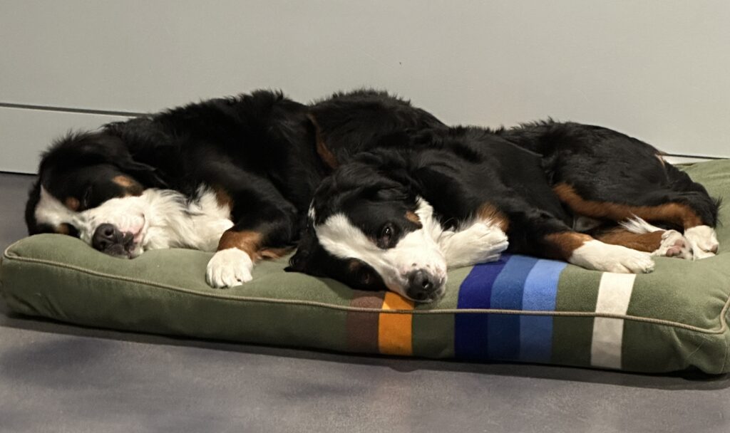 Two Bernese Mountain Dogs peacefully resting on a soft, striped dog bed in a cozy indoor setting.