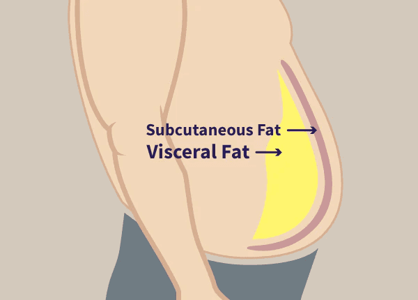 Illustration showing a side profile of a body with labels for Subcutaneous Fat and Visceral Fat, illustrating the two types of fat in the abdomen.