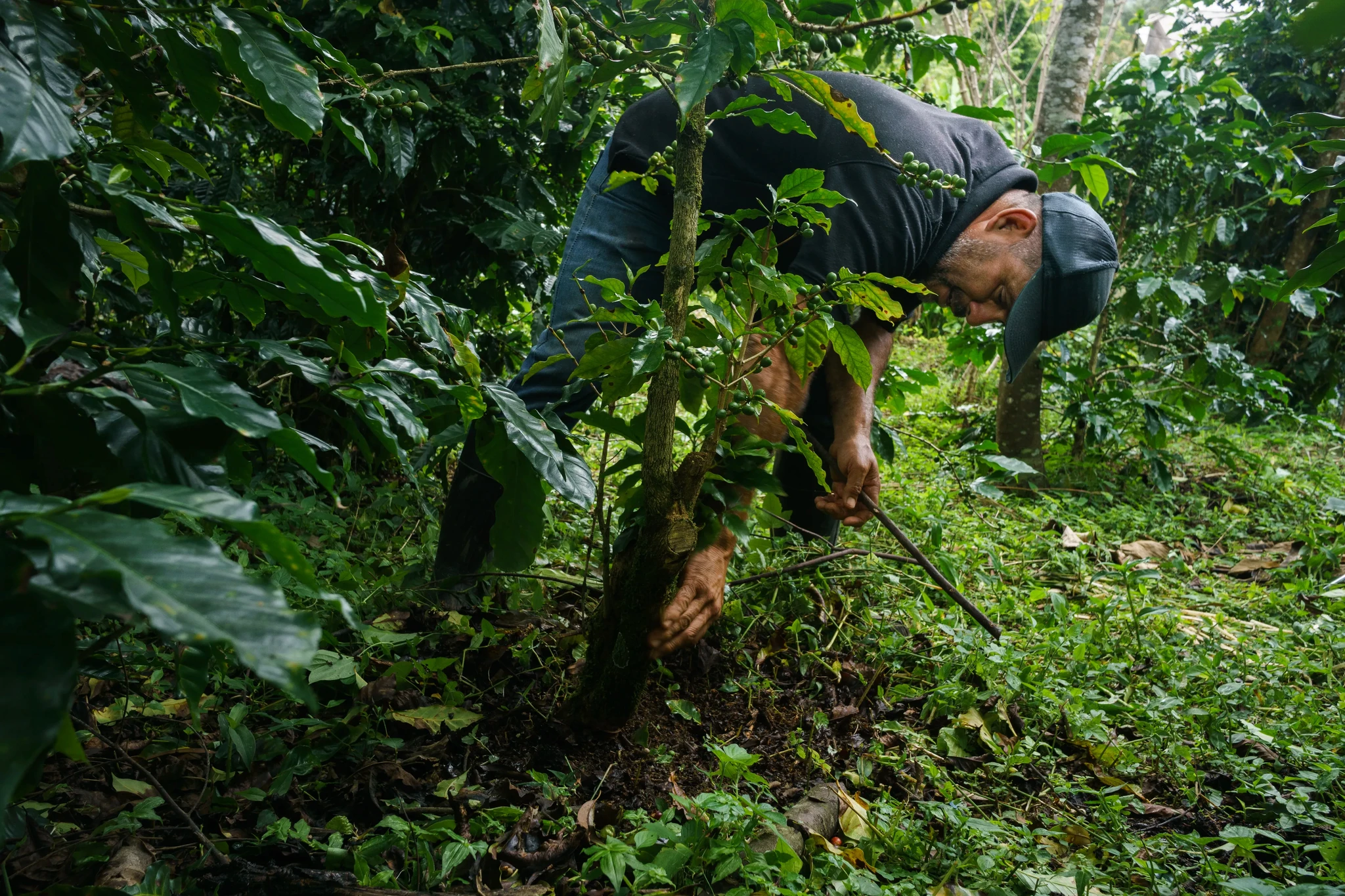 A person wearing a black shirt and cap is bending over, tending to a plant with a tool, in a lush green garden. The scene is surrounded by thick foliage, indicating a tropical or forested area.
