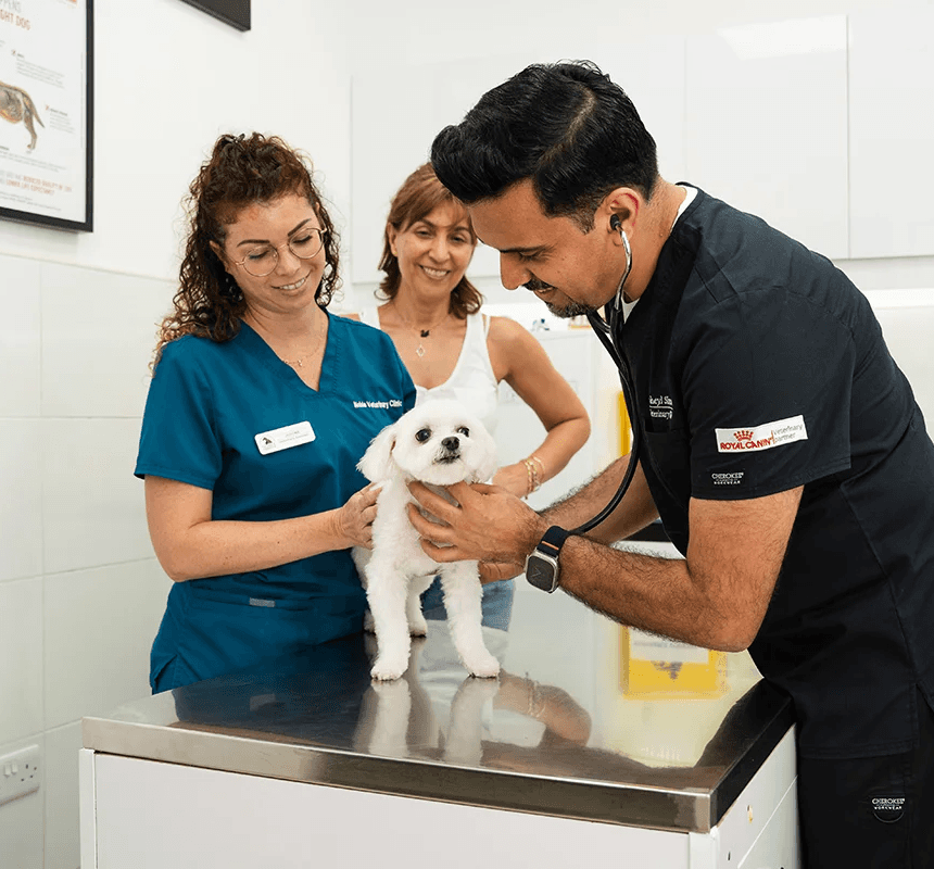 Dr. Soheyl Simaei, dressed in Noble Veterinary Clinic attire, prepares to analyze test results and communicate them clearly to a concerned pet owner.