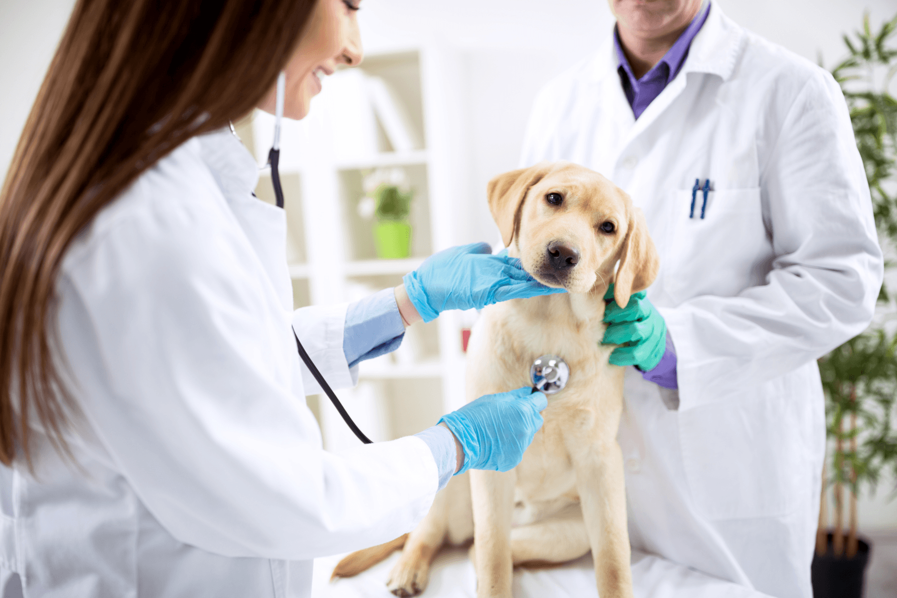 Veterinary Website Design: Tips to Attract Pet Parents in Ontario