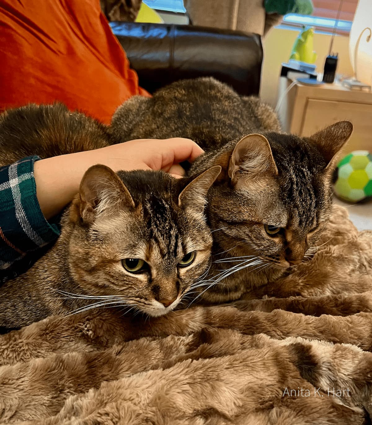 cute multi-color tabby Luxie cat with silly face pose getting head scratches