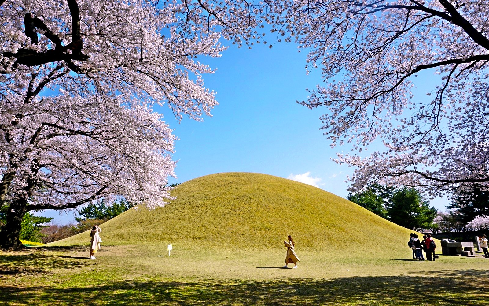 Kwiaty wiśni otaczające kurhan w Gyeongju, Korea Południowa, część miejsca światowego dziedzictwa UNESCO.