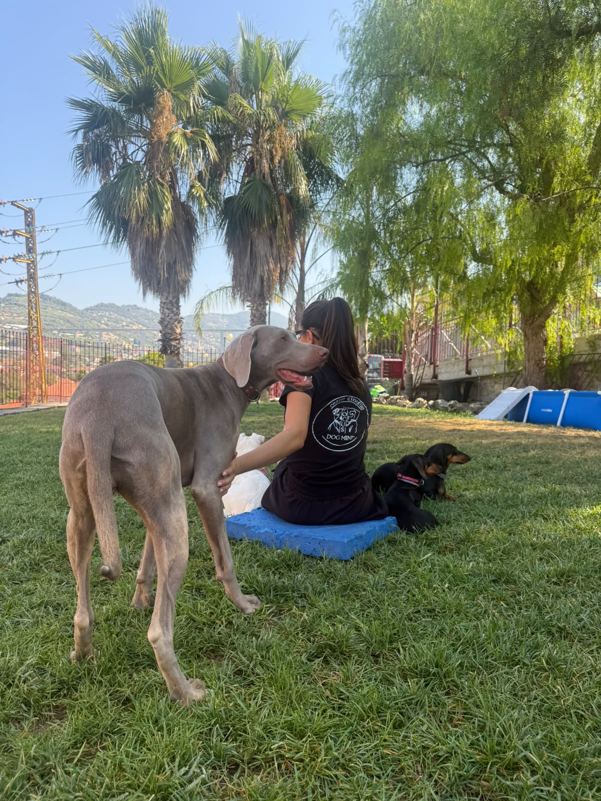 Momenti nell’asilo per cani