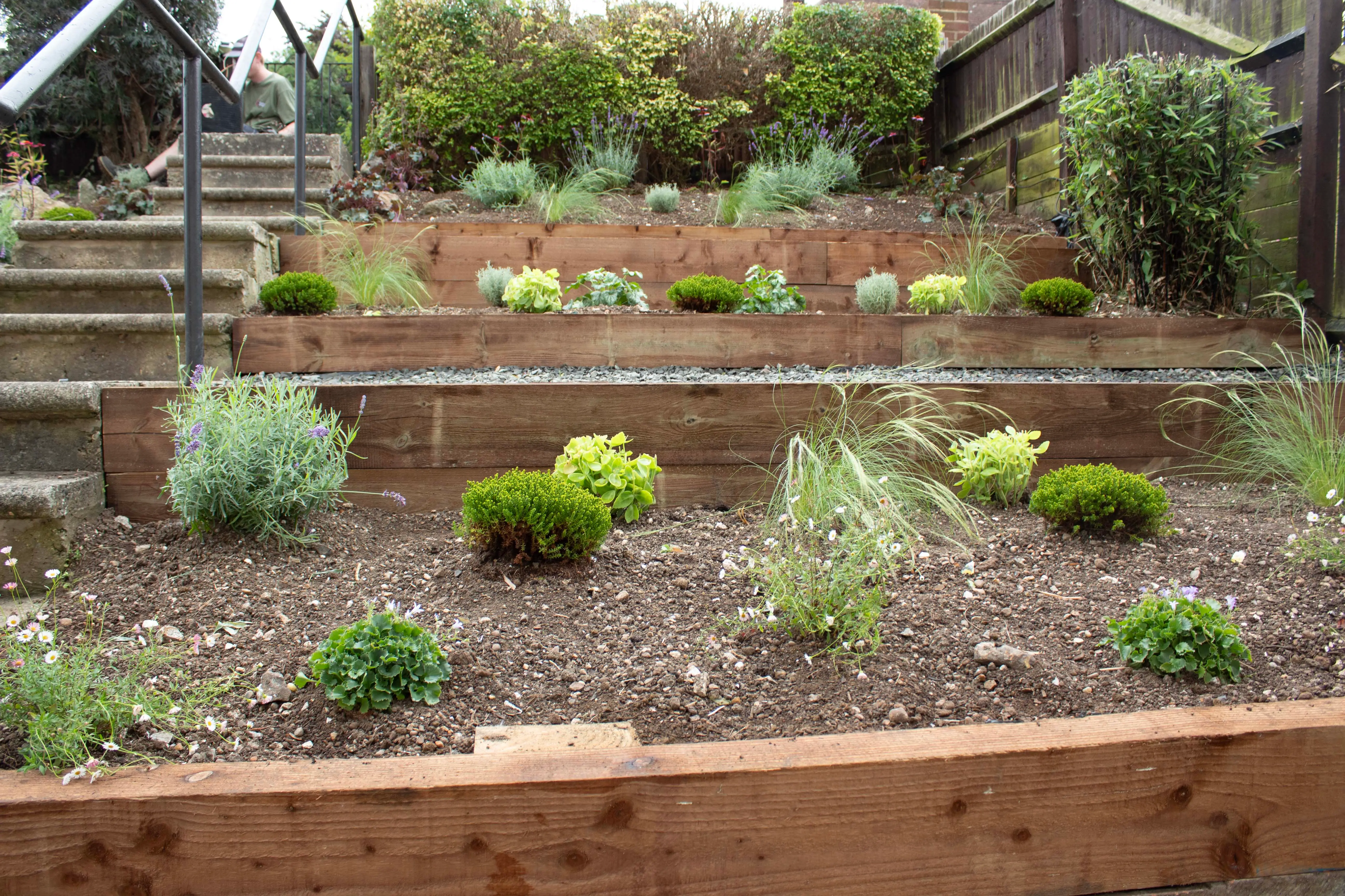 A tiered garden with various plants in wooden beds, surrounded by greenery and steps in the background.
