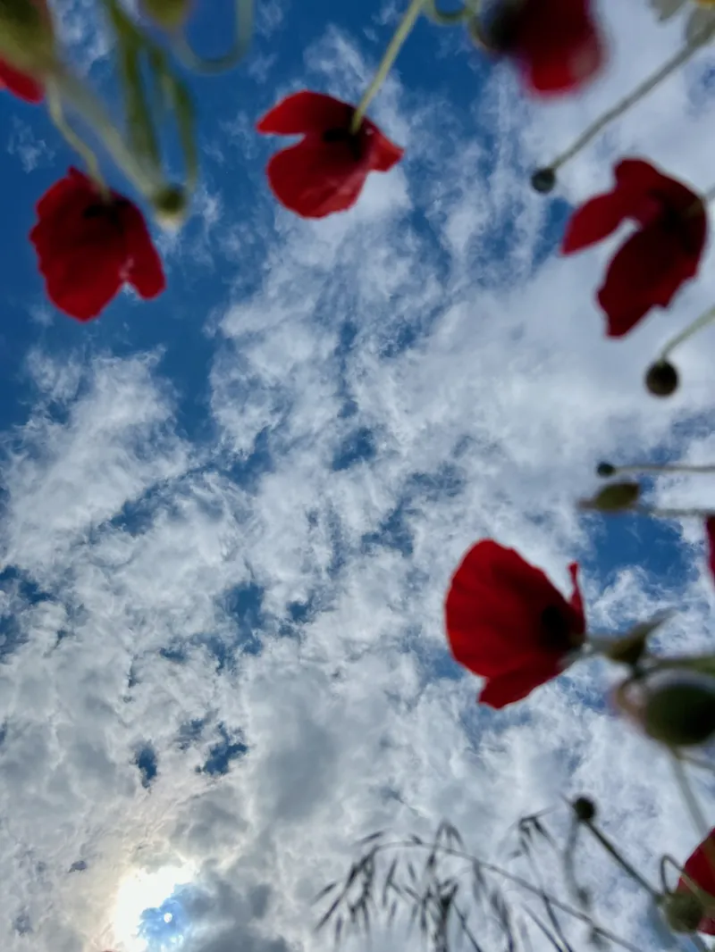 Pipacsmező a Bazsó Méhészet környékén