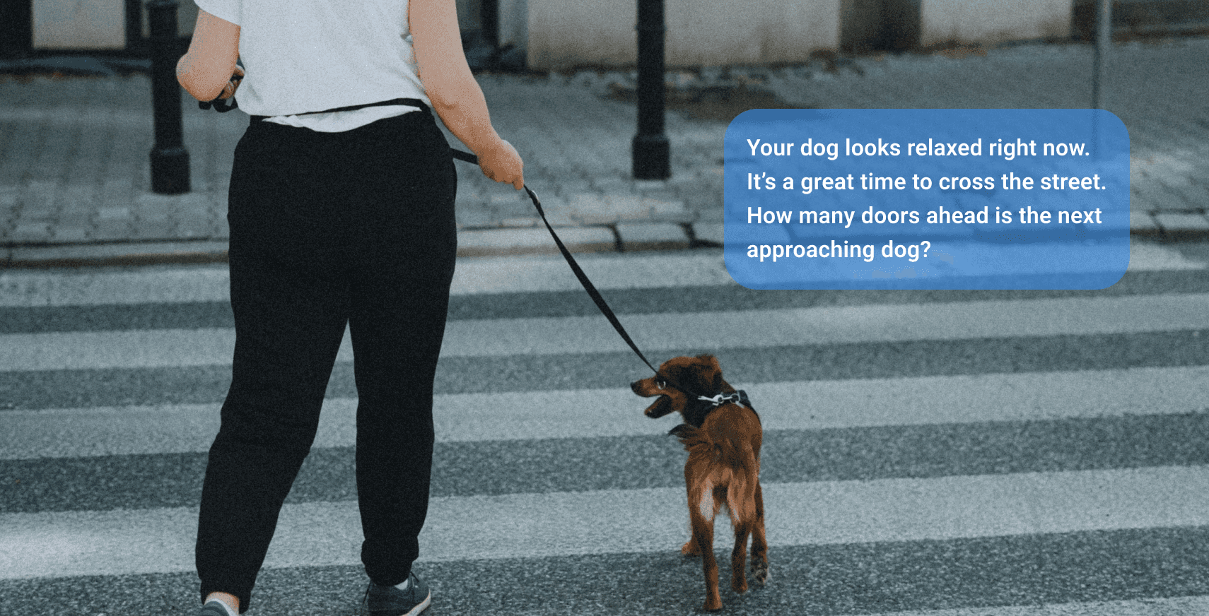Female walking across the street with a little dog on leash. Photo by Lala Azizli on Unsplash with overlay for chatbot conversation