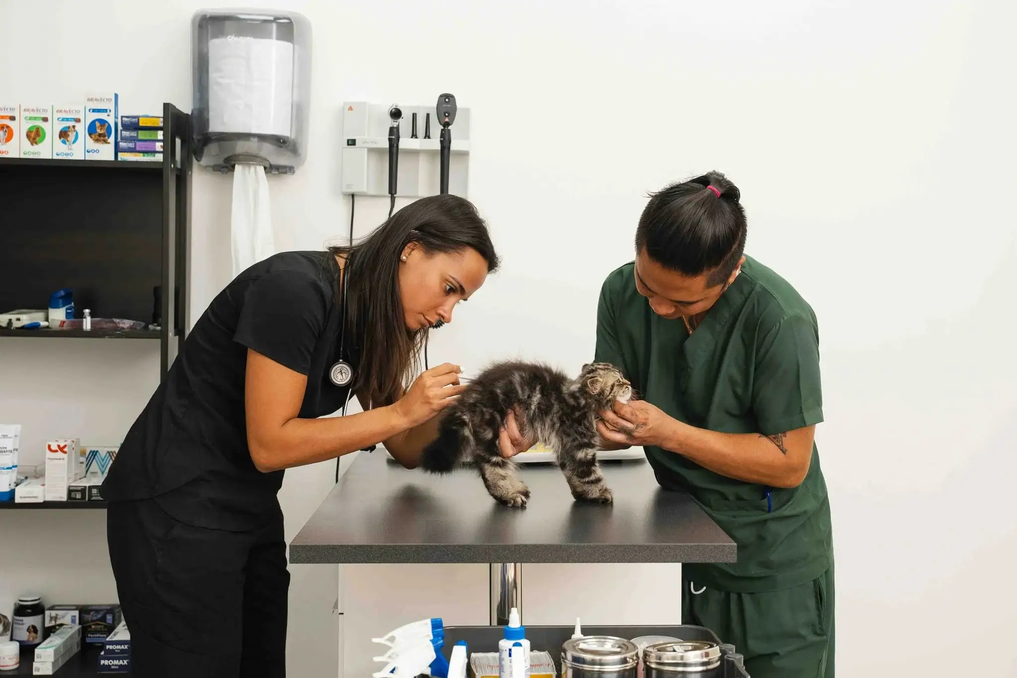 Dr. Inês Gomes uses a stethoscope to examine a fluffy kitten while an assistant holds the kitten steady in our veterinary clinic.