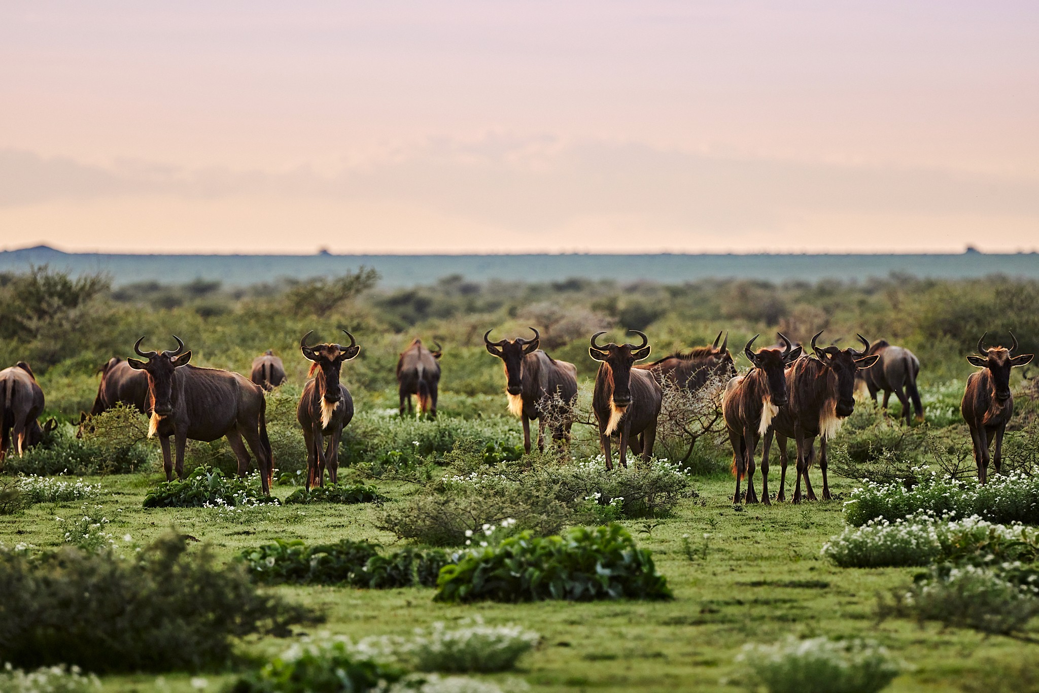 Gnu-hjord står samlad på Serengetis gröna slätter vid solnedgången under den stora migrationen i Tanzania.
