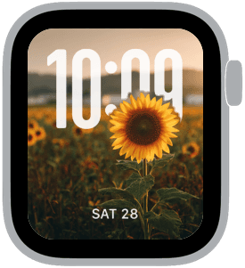 sunflower fields Apple Watch face preview 1 featuring floral and summer.