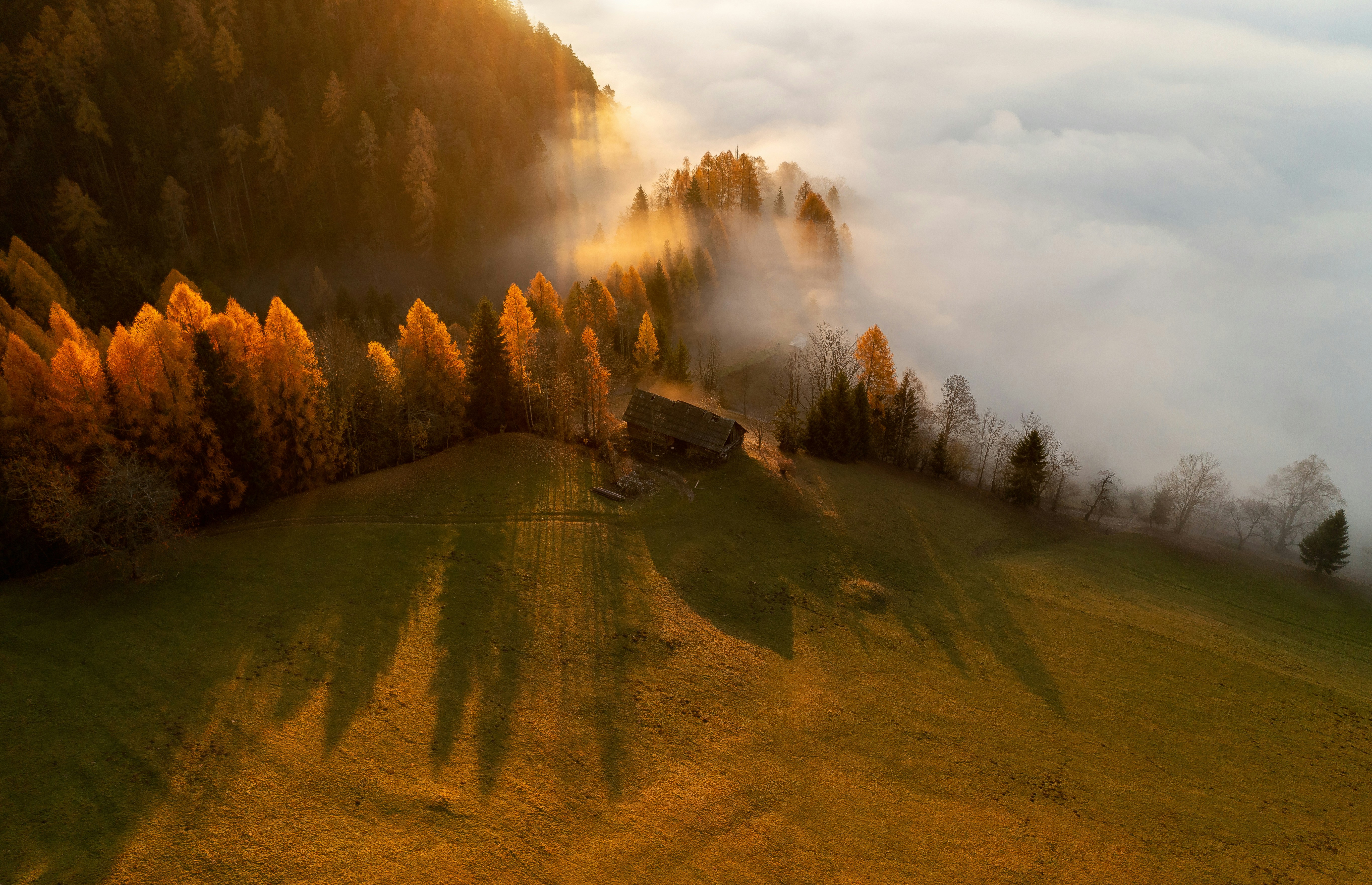 Golden Silence