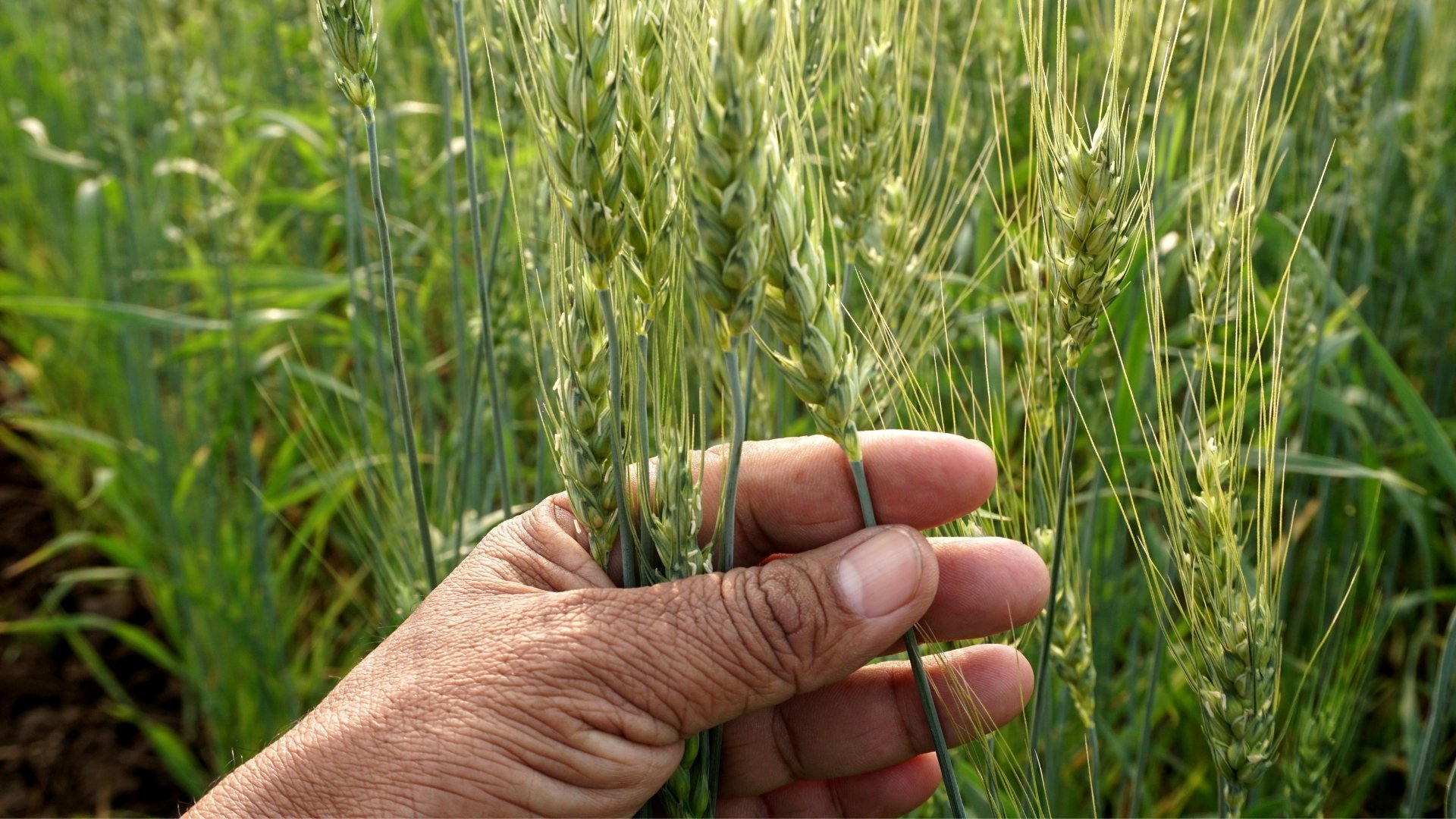 13 Common Diseases in Wheat Crop: A Complete 2026 Guide