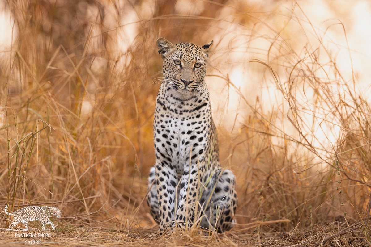 Best places in Africa to Photography Leopards | Panthera Photo Safaris