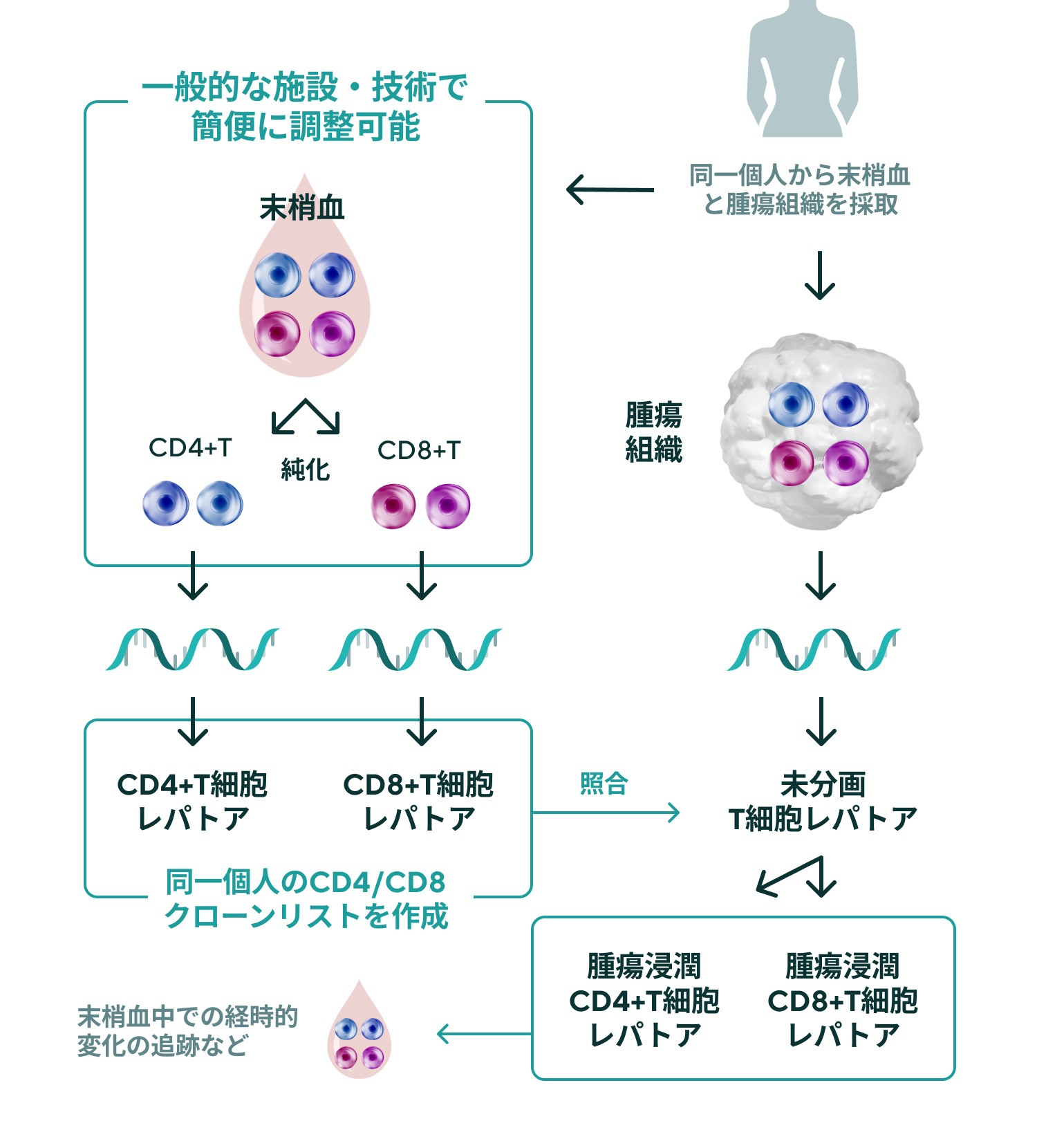 TCR レパトア解析 | イムノジェネテクス (ImmunoGeneTeqs)