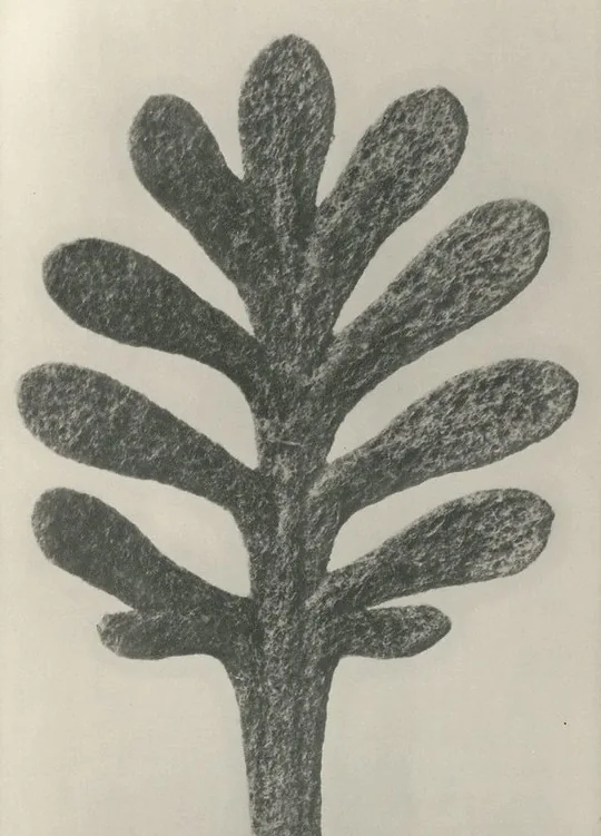 A vintage scientific photograph of a plant.