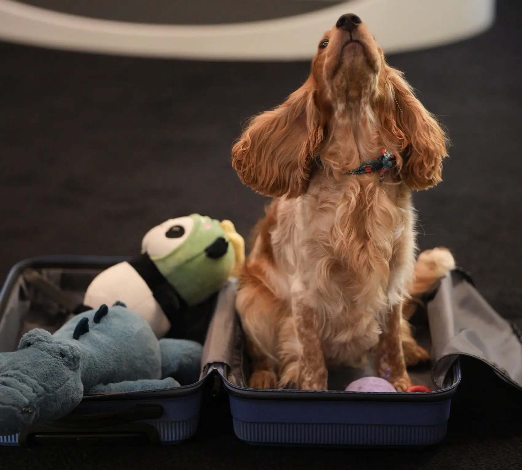 A guest room with a circular bed at V Hotel Dubai, a pet-friendly hotel in Al Habtoor City