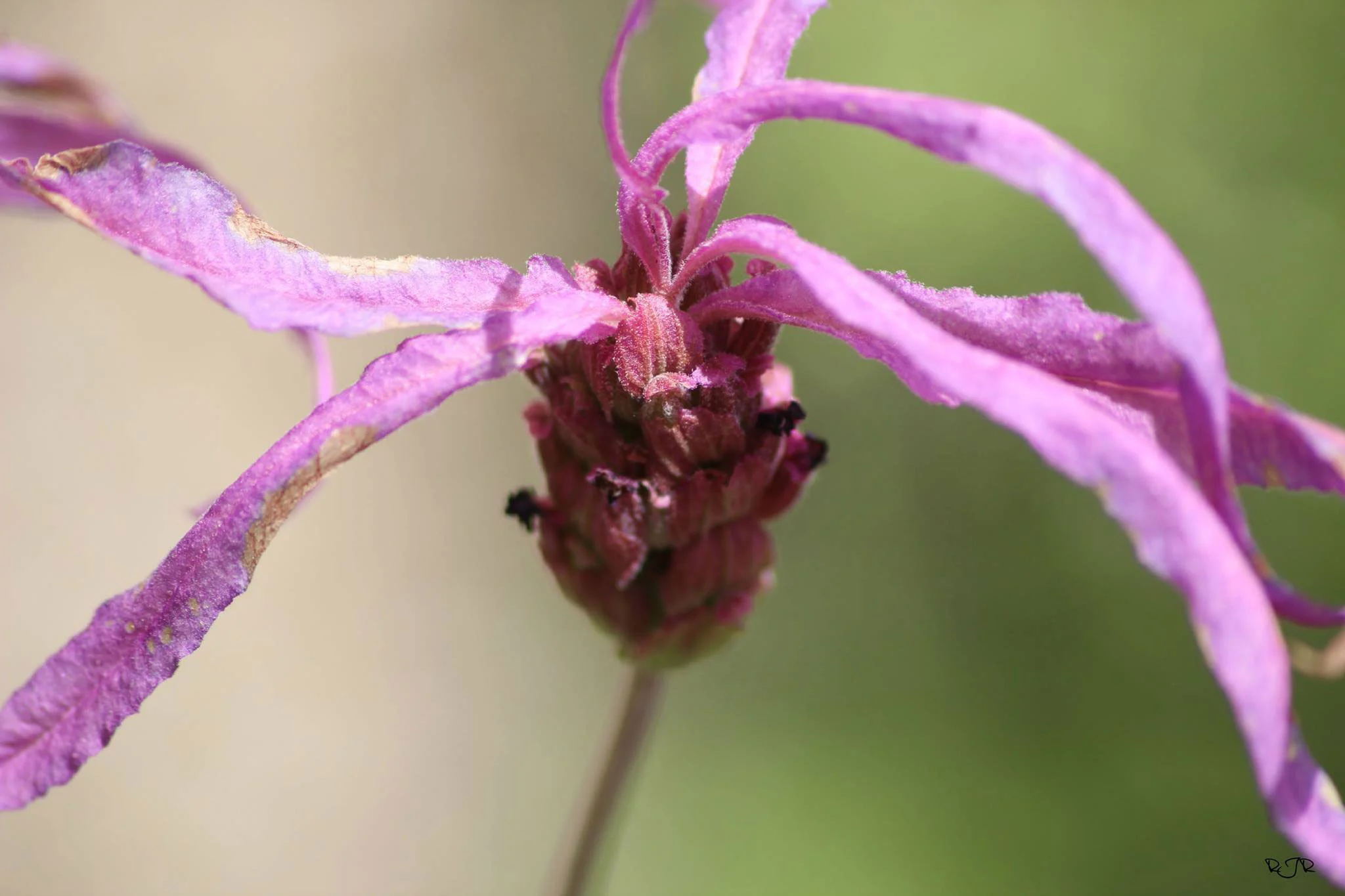 blue sky and white clouds over the sea