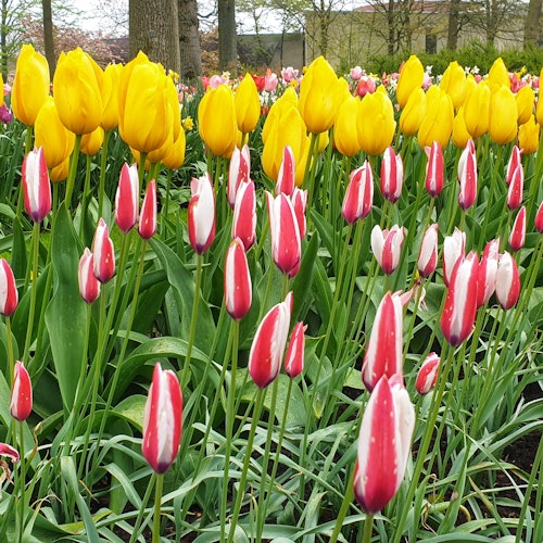 2024年推出的新型郁金香。