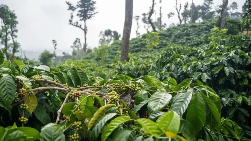 Shimoga Coffee Plantations