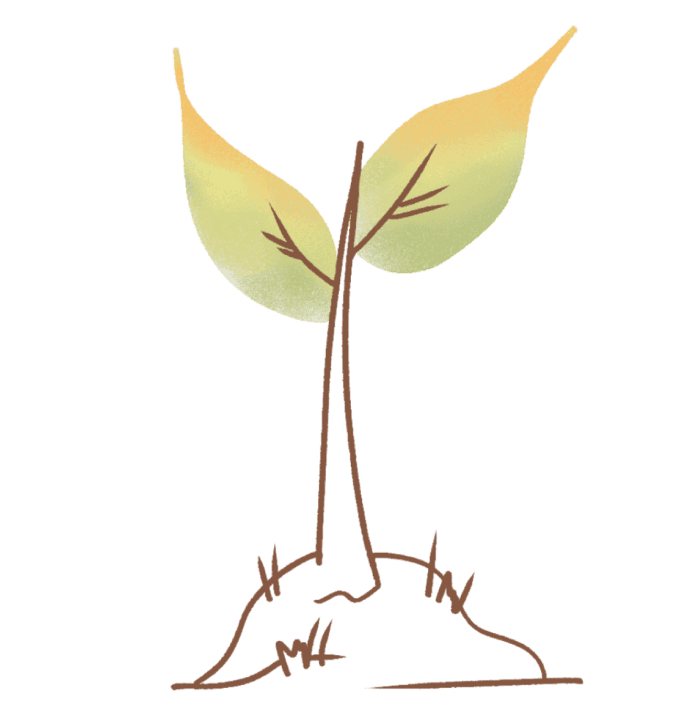 illustration-plante