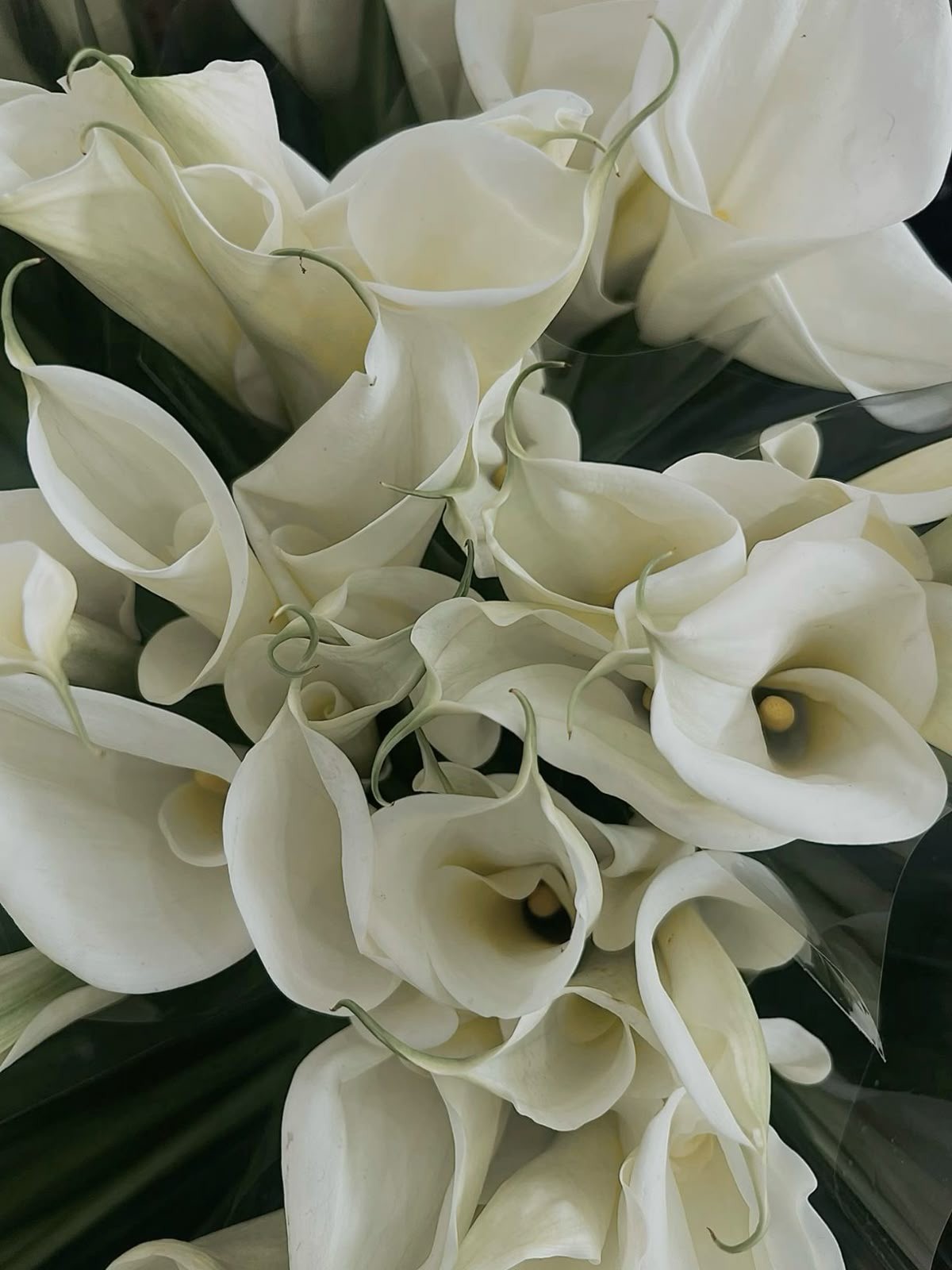 A serene pathway lined with trees leads to a distant building, bathed in warm sunlight.